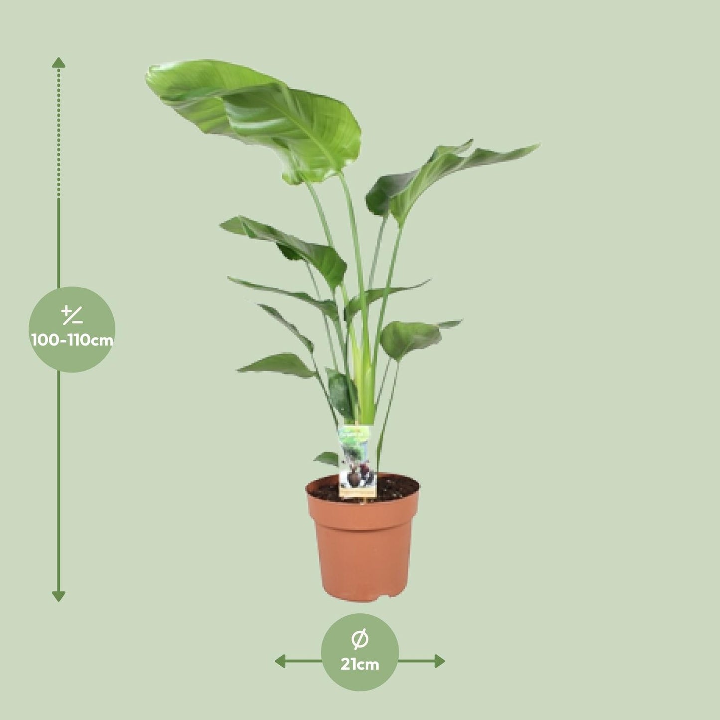 Strelitzia Nicolai – Paradiesvogelblume Ø21cm, 110cm hoch