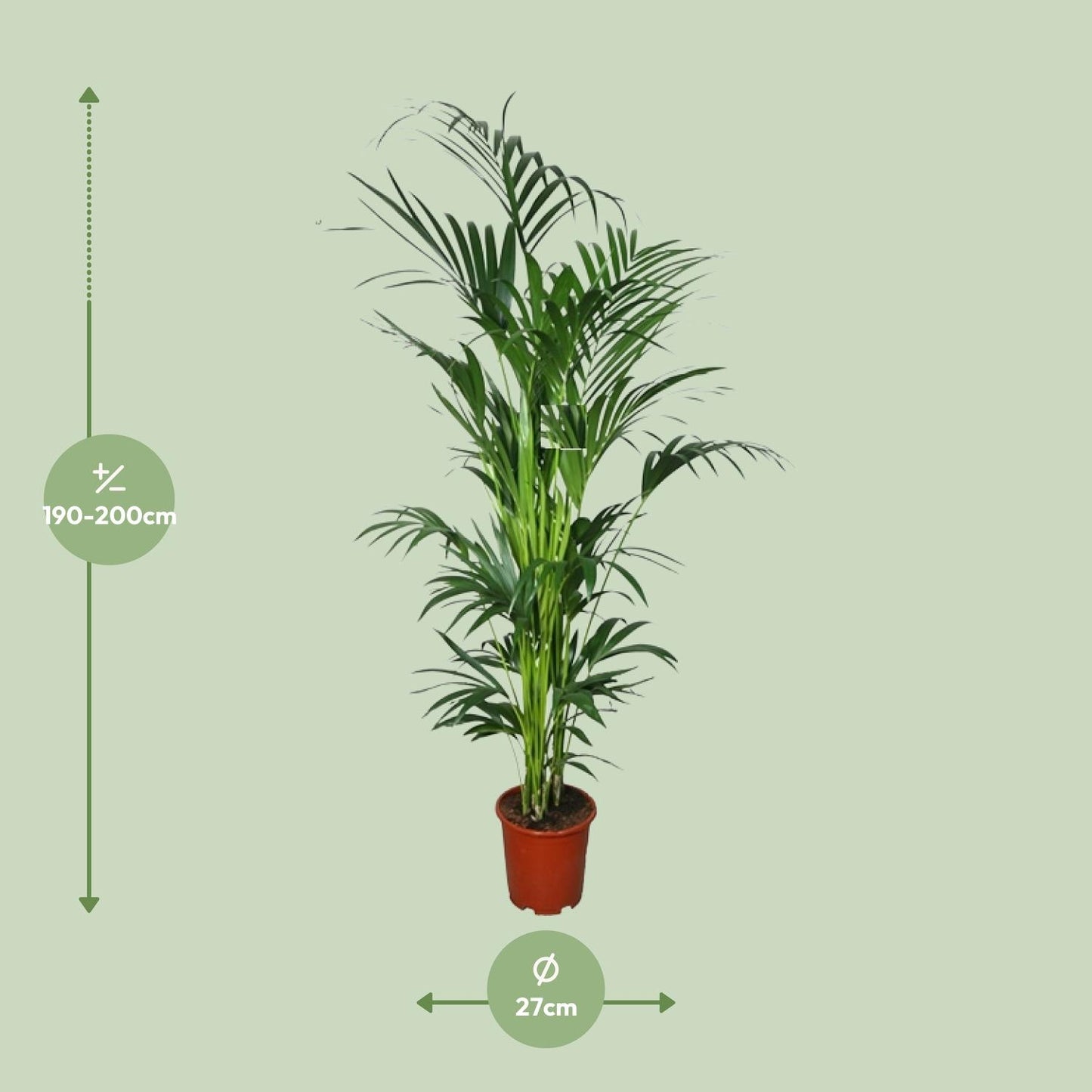 Kentia Palme – 200 cm hohe pflegeleichte Zimmerpflanze