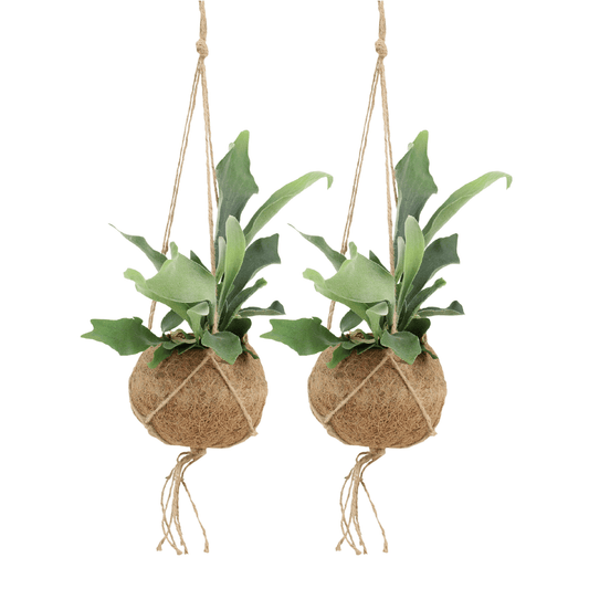 2x Kokodama Platycerium Hang – Hirschhornfarn 35 cm