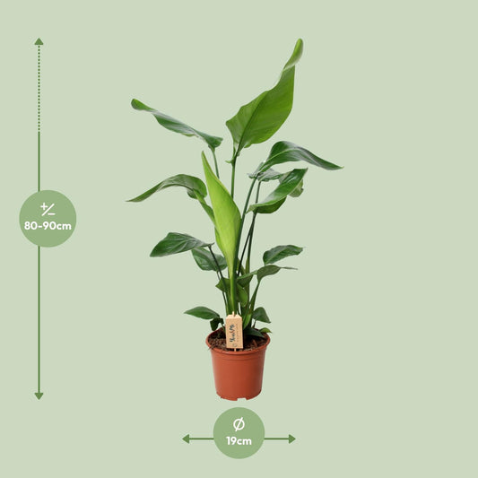 Strelitzia Nicolai – Exotische Bird of Paradise Zimmerpflanze Ø19cm, 90cm hoch