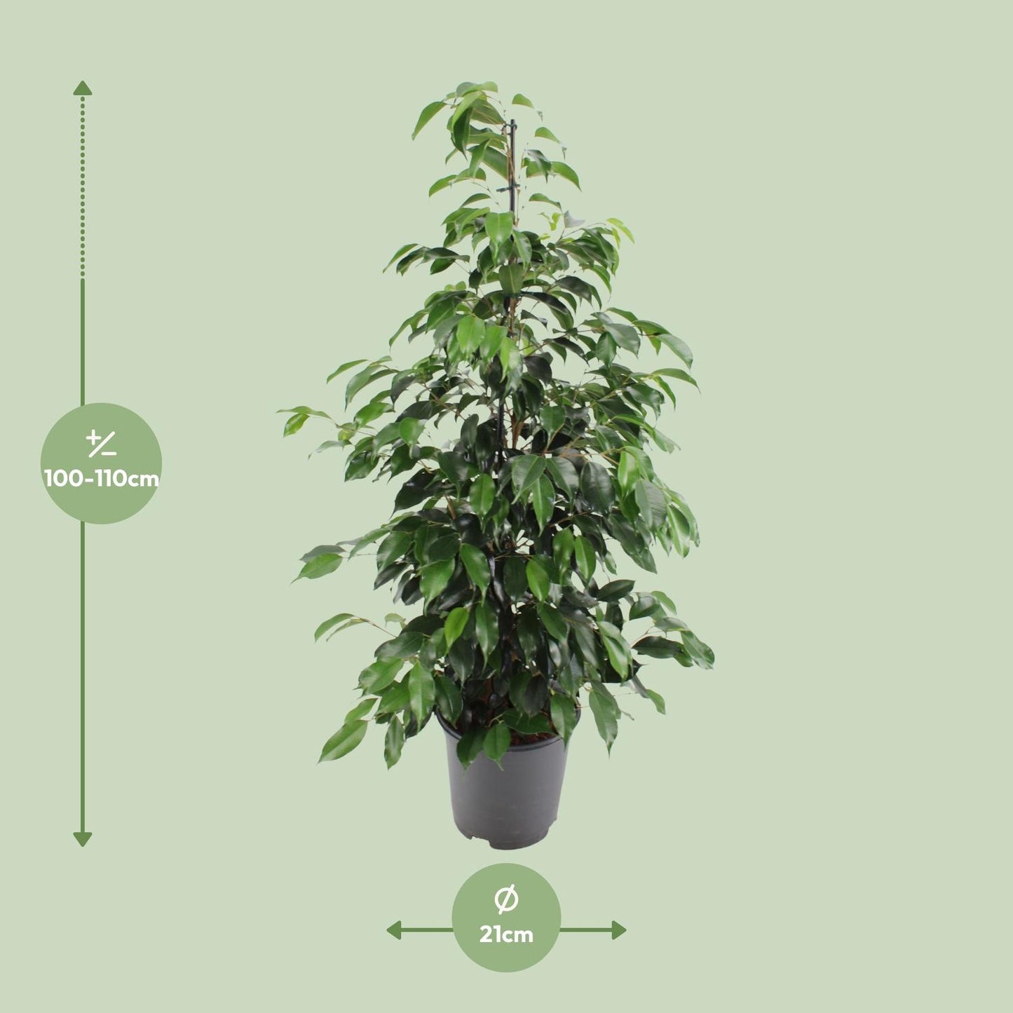 Ficus benjamina Danielle – Pflegeleichter Zimmerbaum Ø21cm