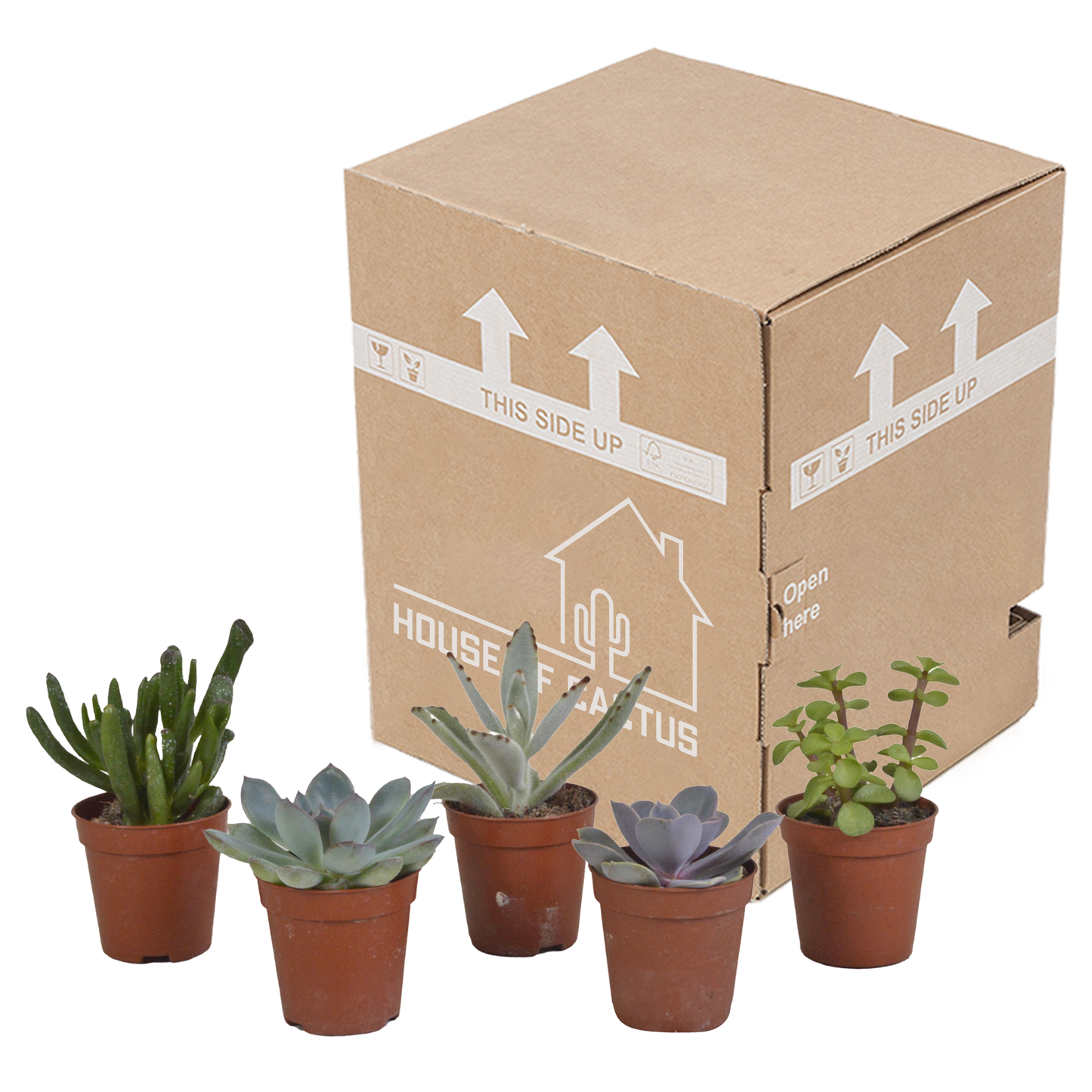 Vetplanten Sukkulenten-Mischung 5er Set 5,5 cm