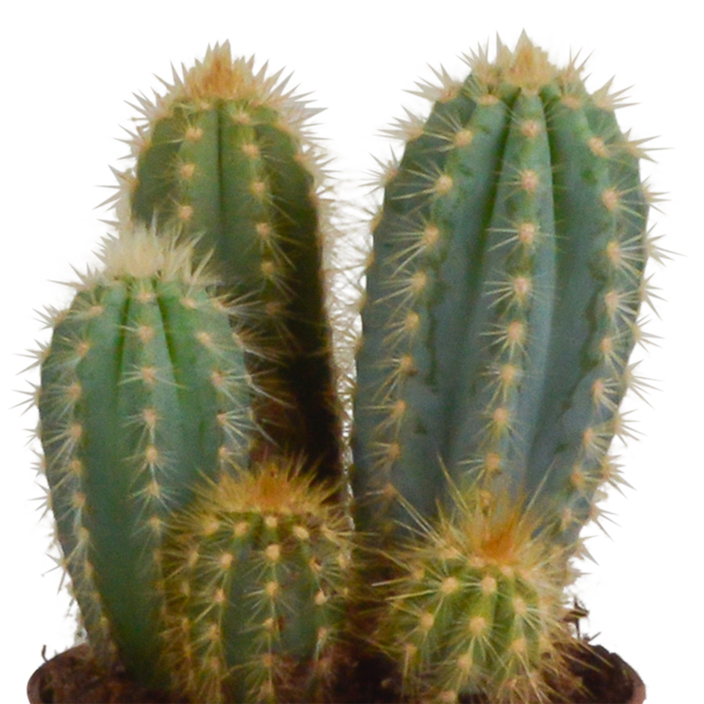 Cereus-Mischung 3er Set im Terrakottatopf 10,5 cm