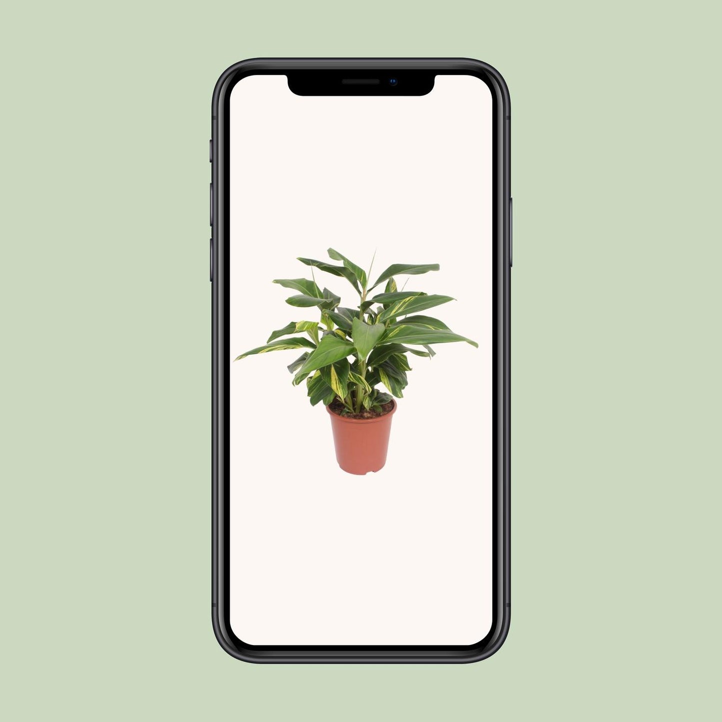 Zieringwer Variegata – Exotische Zimmerpflanze Ø27cm, 80cm hoch