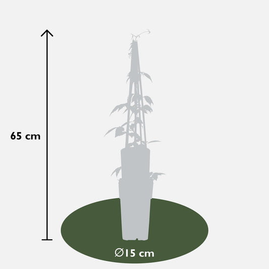 4x Clematis Montana 'Grandiflora' – Duftende Kletterpflanze Ø15cm