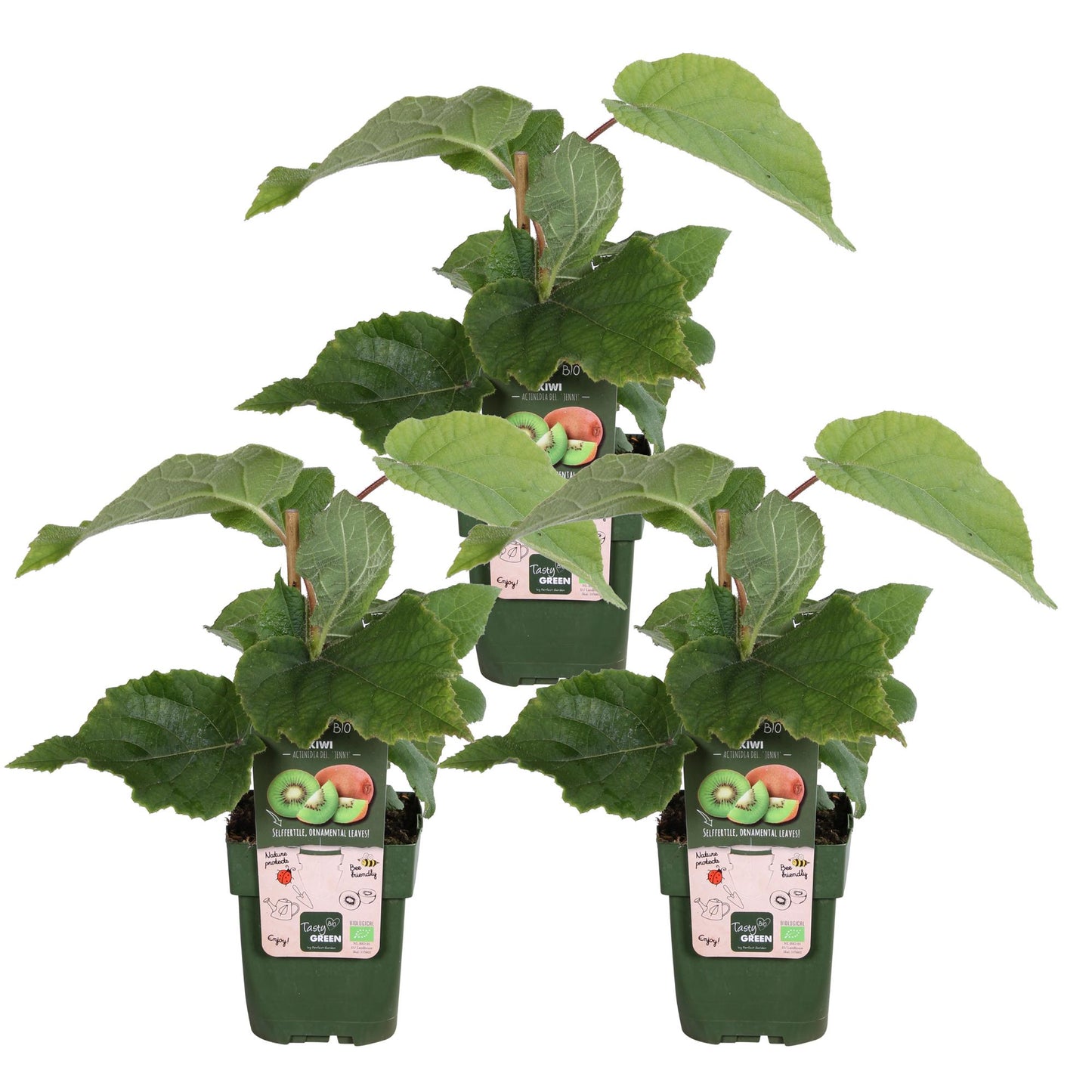 3x Actinidia deliciosa 'Jenny' – Selbstfruchtende Kiwi Ø13cm, 45cm hoch