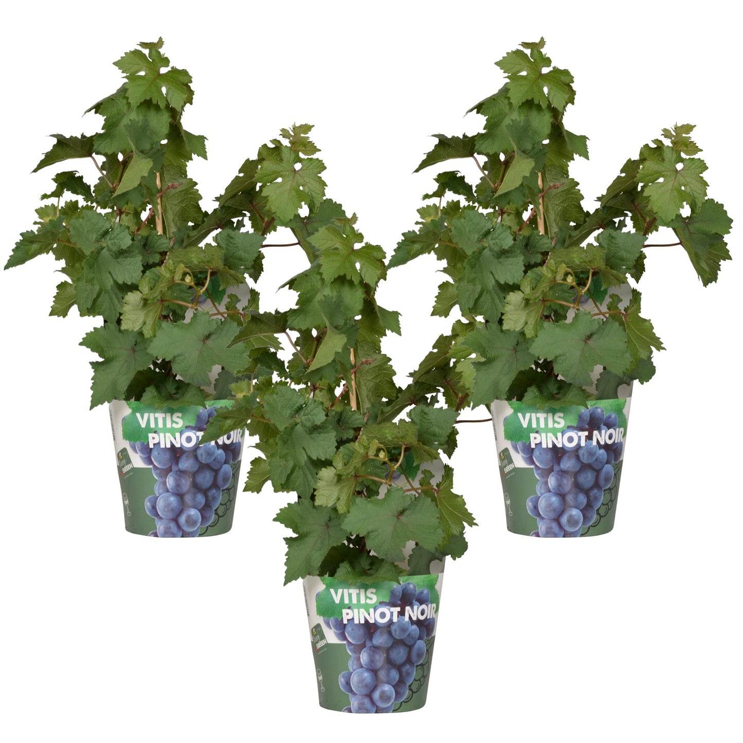 3x Vitis Pixie 'Pinot Noir' – Zwergtraube Ø14cm Topf