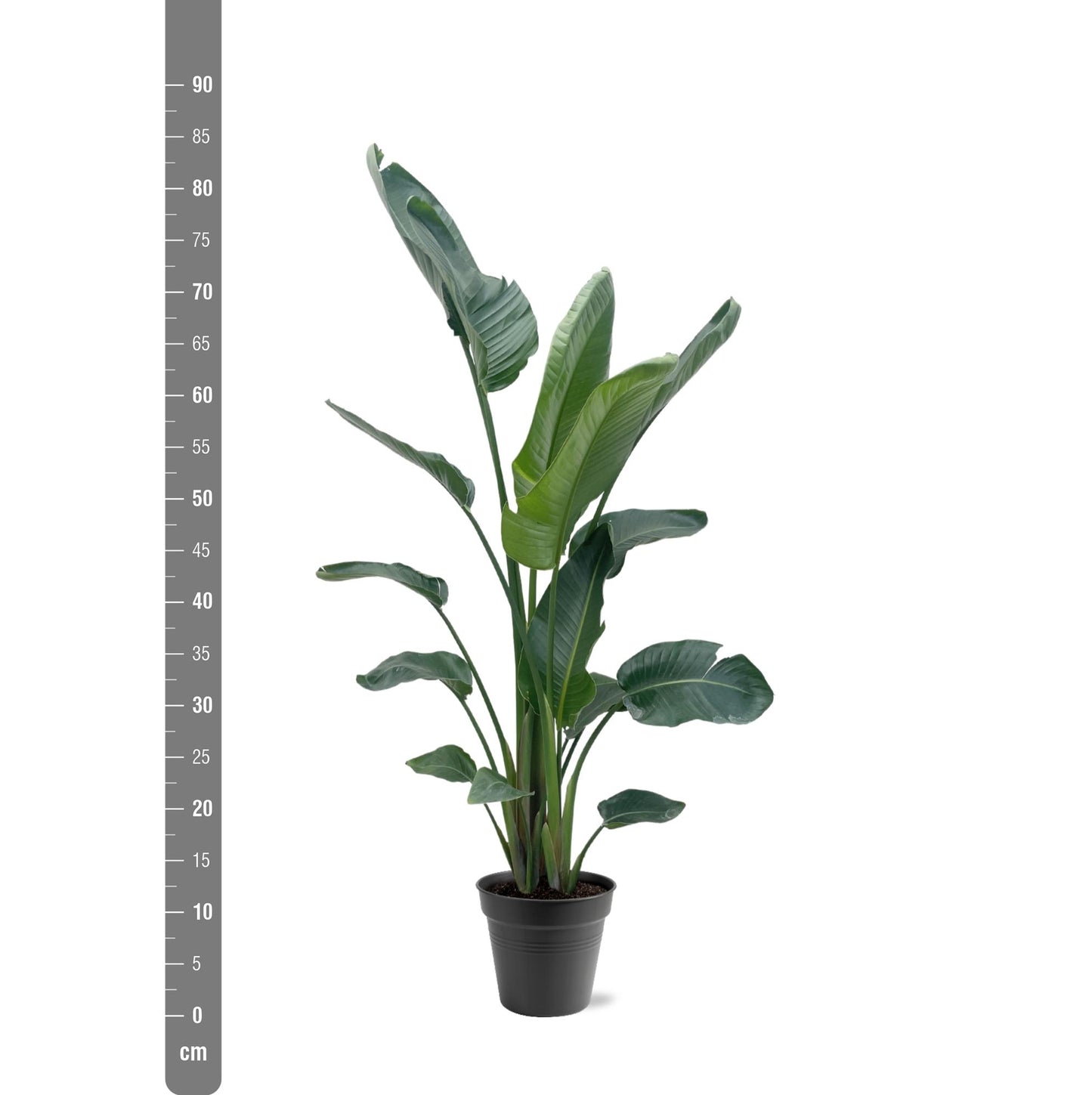 Strelitzia Nicolai XXL – Weißer Paradiesvogel 190-210 cm