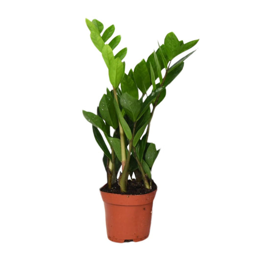 Zamioculcas Zamiifolia – Pflegeleichte ZZ-Pflanze Ø12cm