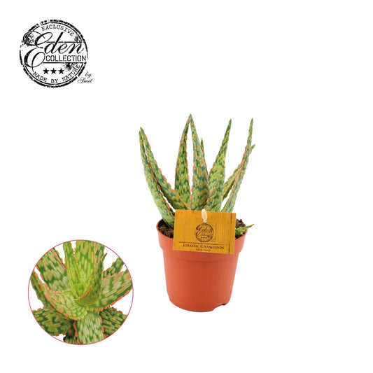 Aloe Hybride – Pflegeleichte und dekorative Zimmerpflanze Ø10,5cm