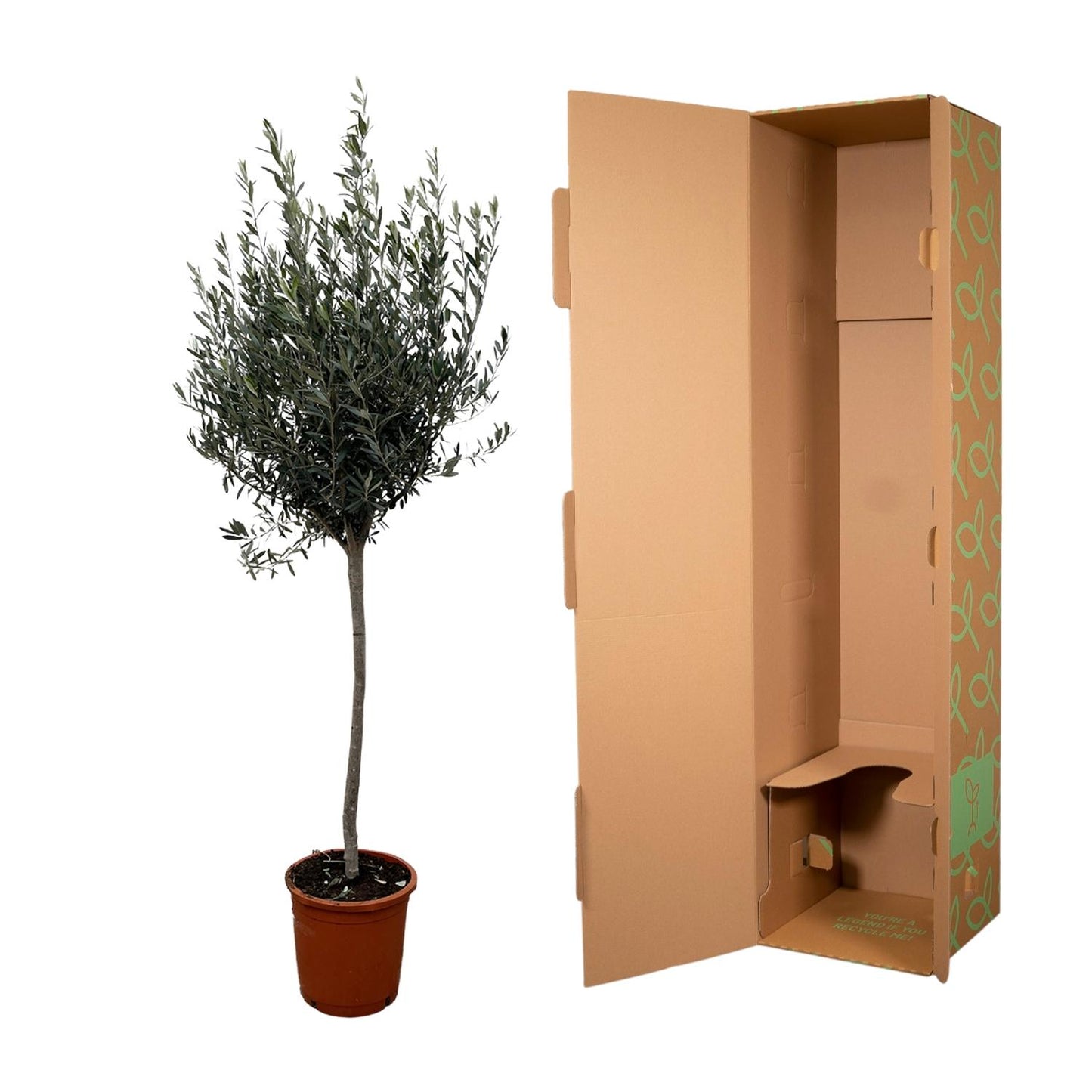 Olea Europaea op Stamm – 160 cm, Ø 24 cm