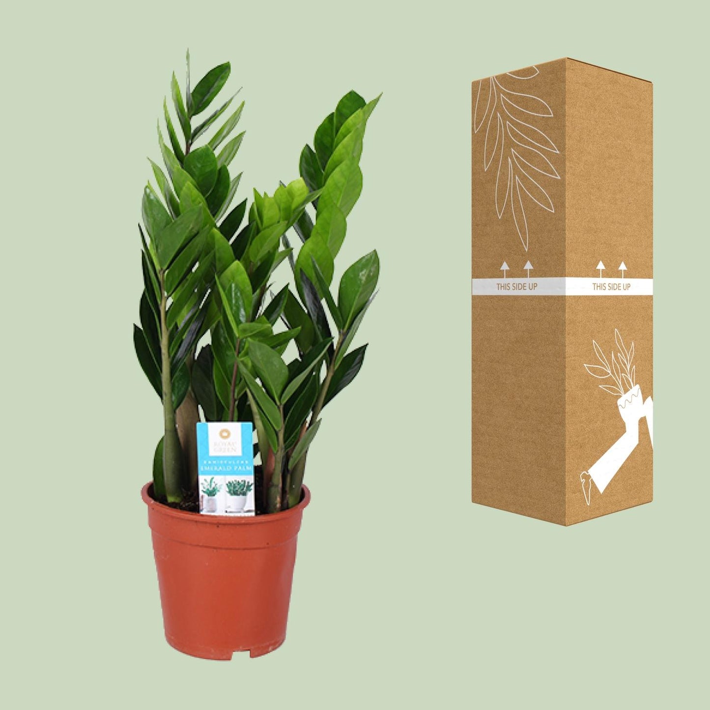 Zamioculcas Zamiifolia – Pflegeleichte Zimmerpflanze Ø17cm