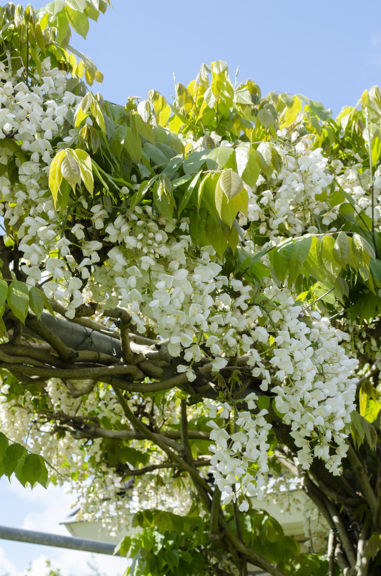 Wisteria floribunda 'Longissima Alba' – Weißer Regen Kletterpflanze