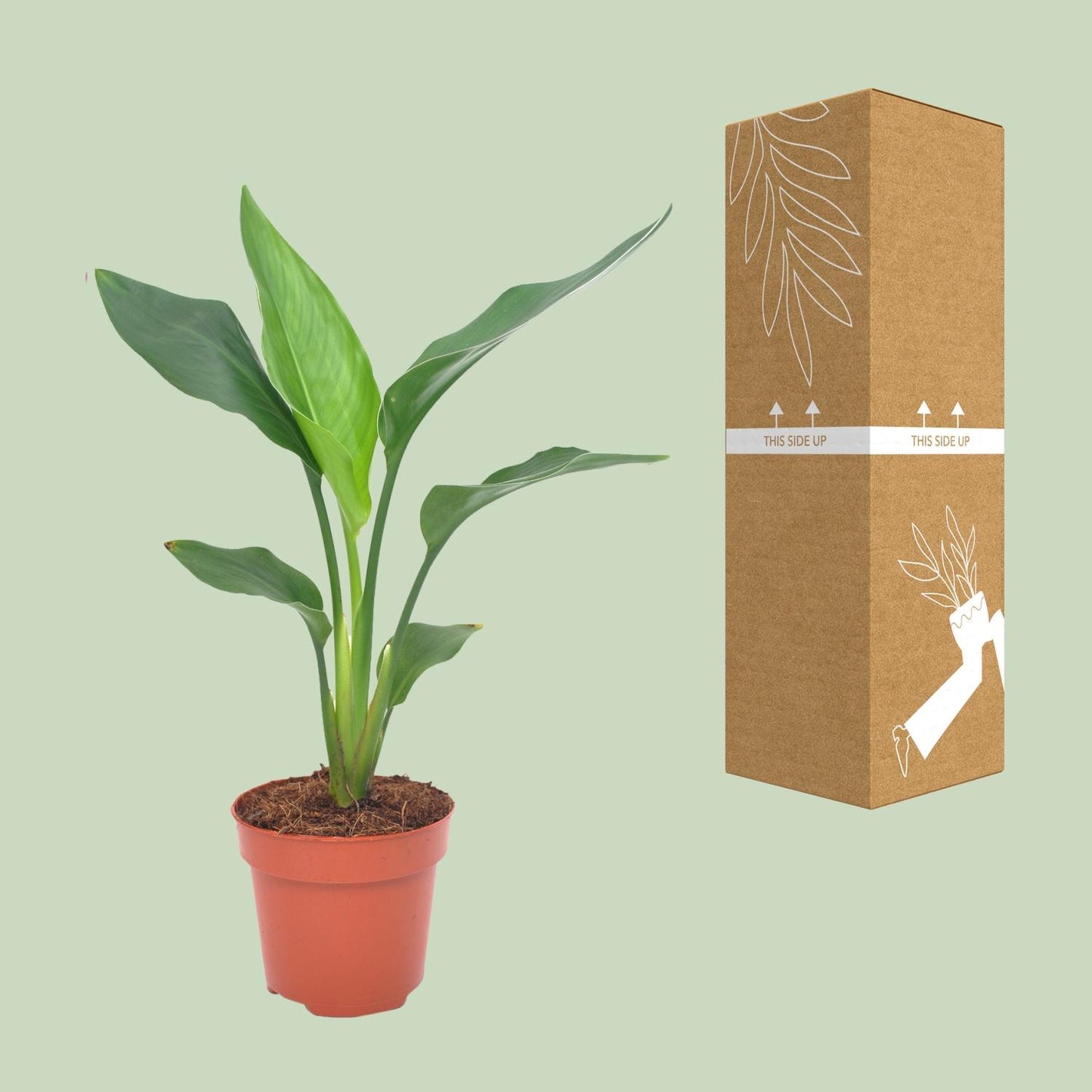 Strelitzia Reginae – Bird of Paradise Ø12cm Topf, 40cm Höhe