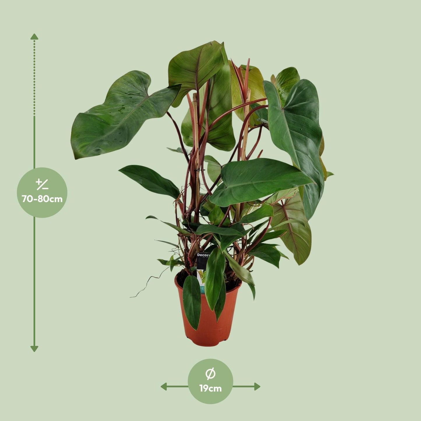 Philodendron Red Twins – Pflegeleichte Zimmerpflanze Ø19cm
