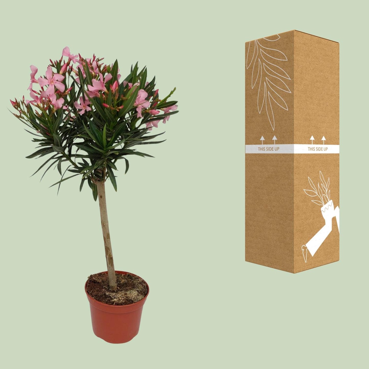 Nerium Oleander – Pflegeleichter Blütenstrauch Ø18 cm