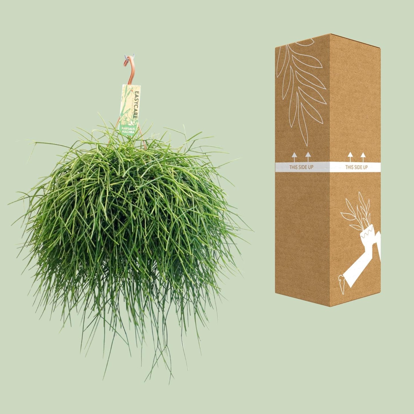 Rhipsalis Pulchra – pflegeleichte Hängepflanze Ø21 cm