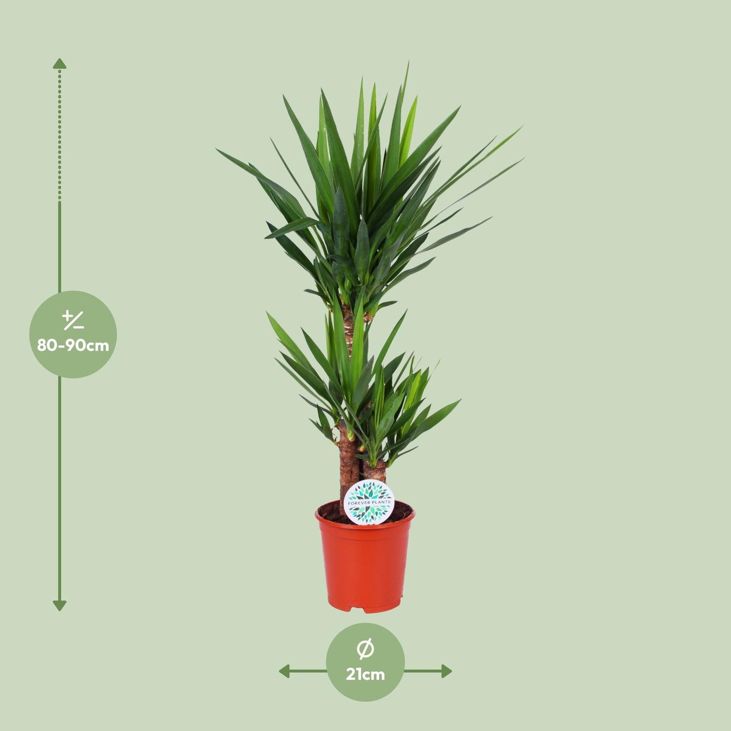 Yucca Elephantipes – Pflegeleichte Eleganz Ø21cm, 90cm hoch