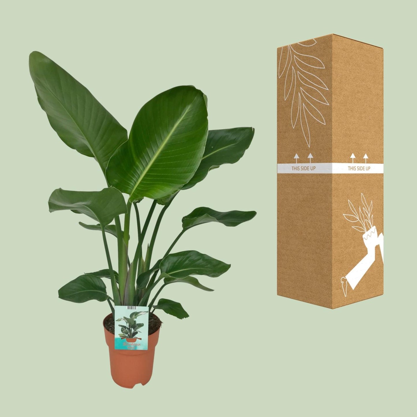 Strelitzia Nicolai – Paradiesvogelpflanze Ø19cm, 90cm hoch