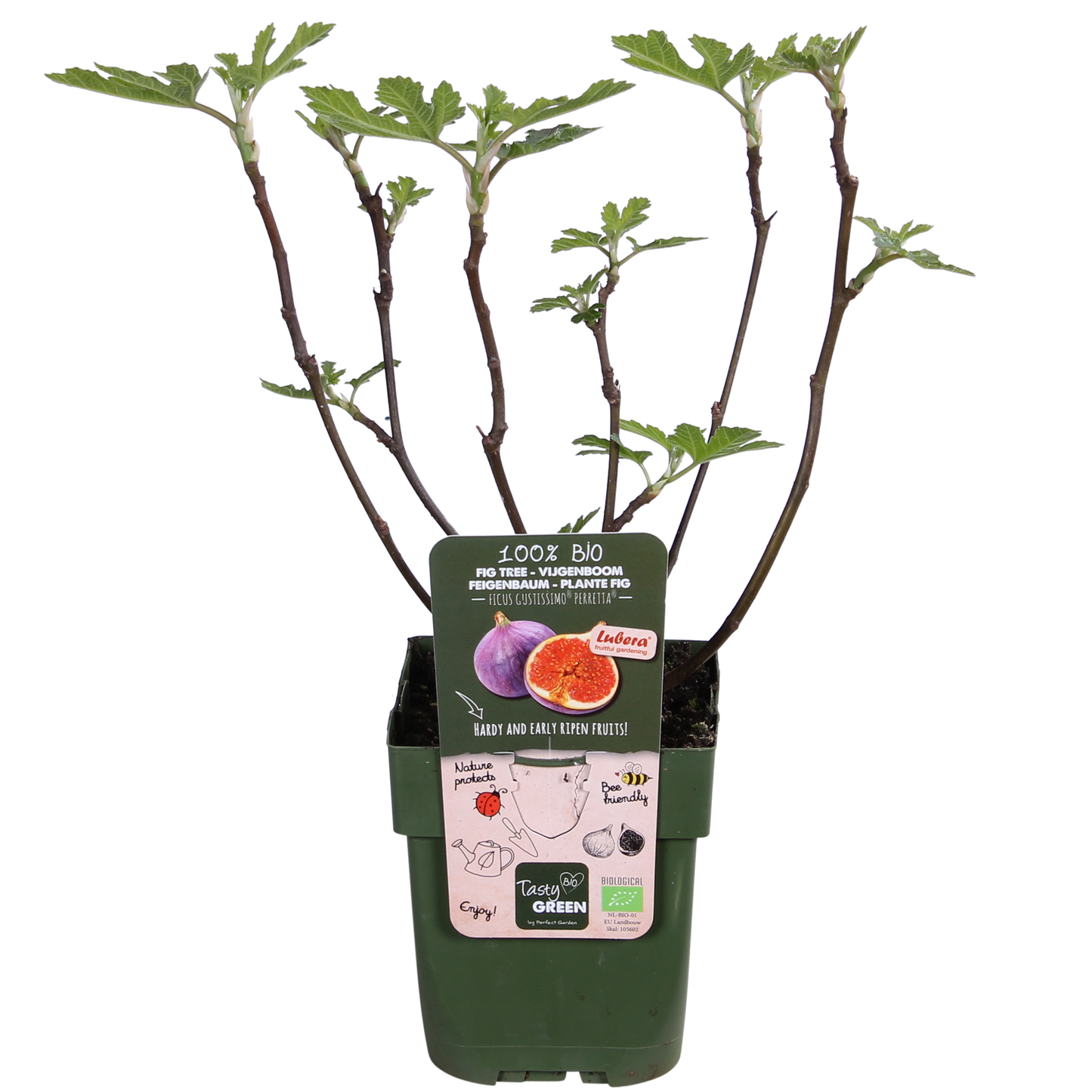 Ficus Gustissimo Perretta – Pflegeleichte Zimmerpflanze Ø13 cm