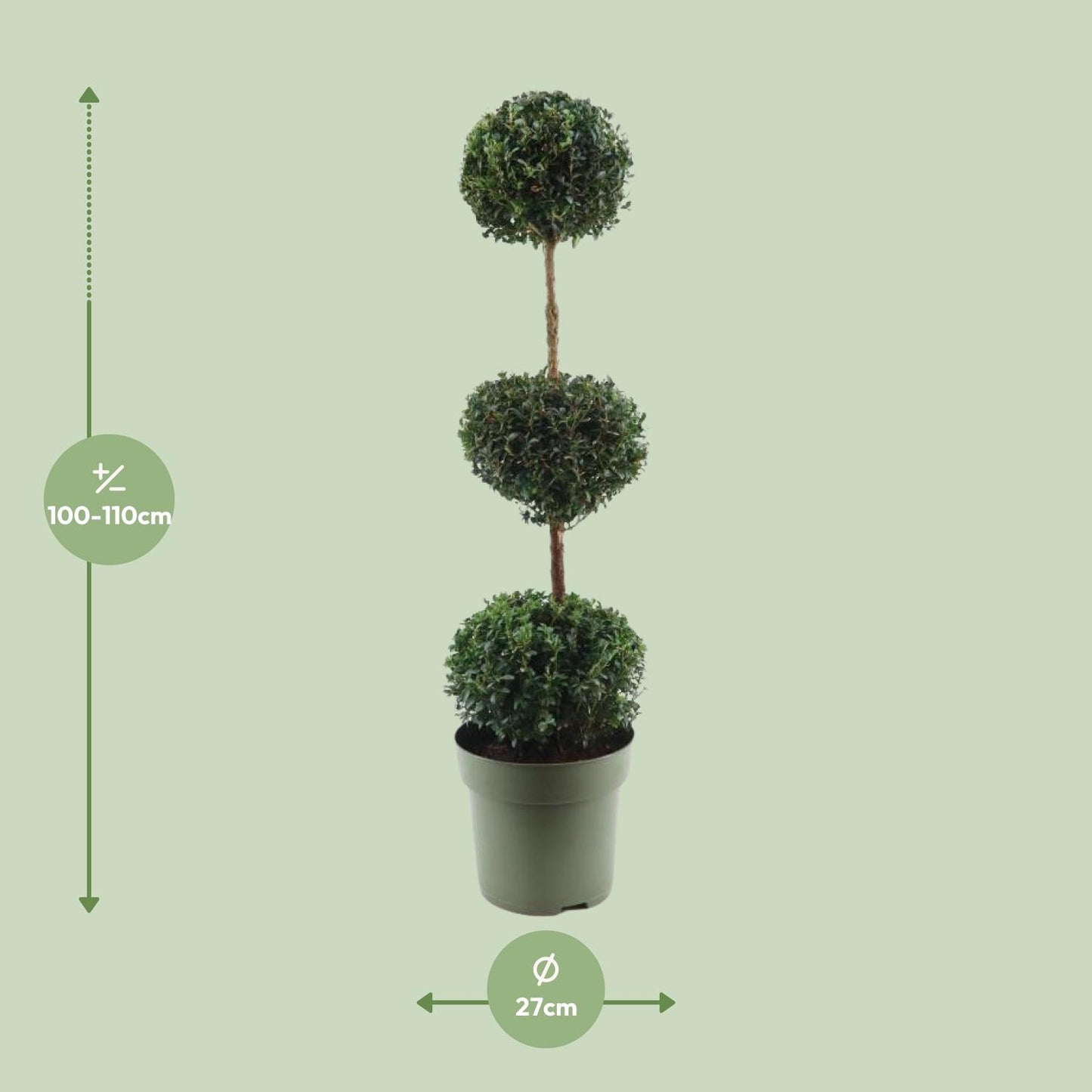 Buchsbaum Trio-Ball Ø27cm, 110cm hoch – Pflegeleichter Formschnitt-Klassiker