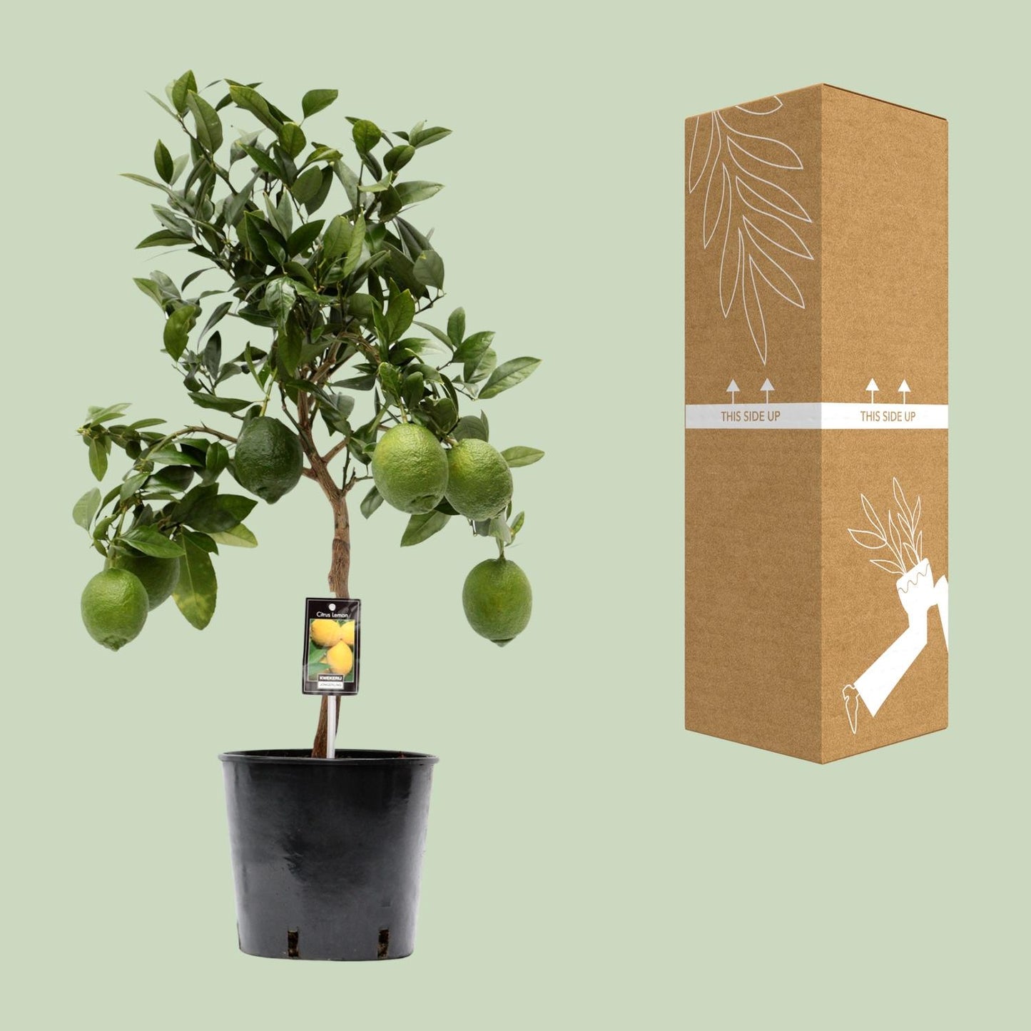 Citrus Lemon – Sonnige Zitruspflanze Ø22cm, 80cm hoch