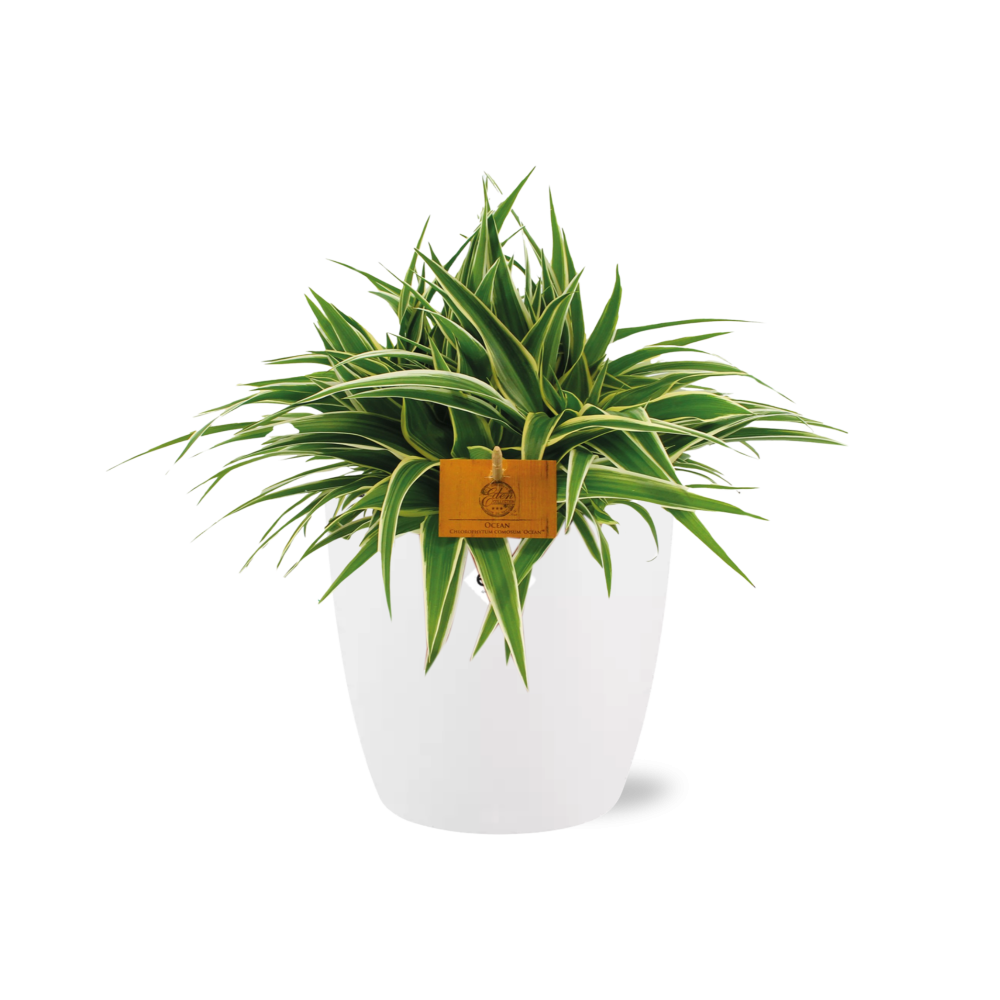 Chlorophytum Ocean 15 cm in ELHO Brussels Topf Weiß