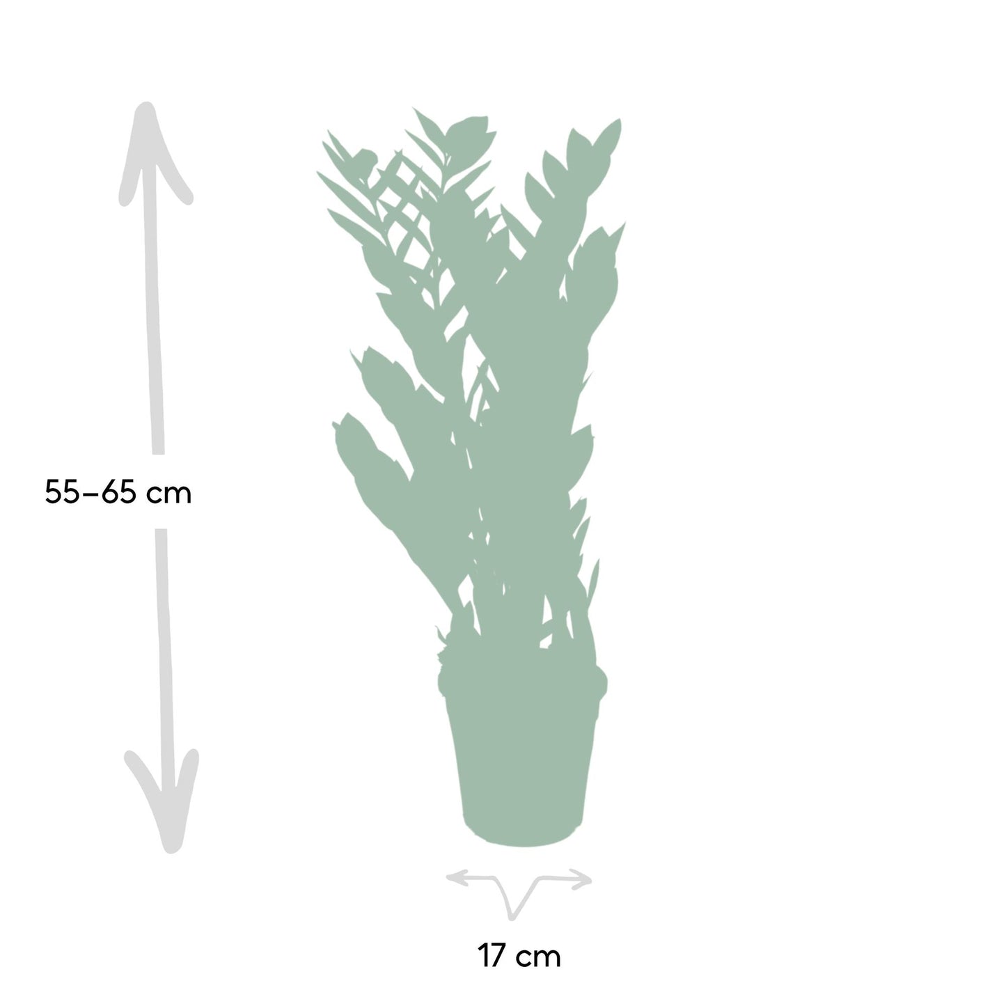 Zamioculcas Zamiifolia – Pflegeleichte grüne Zimmerpflanze Ø17cm