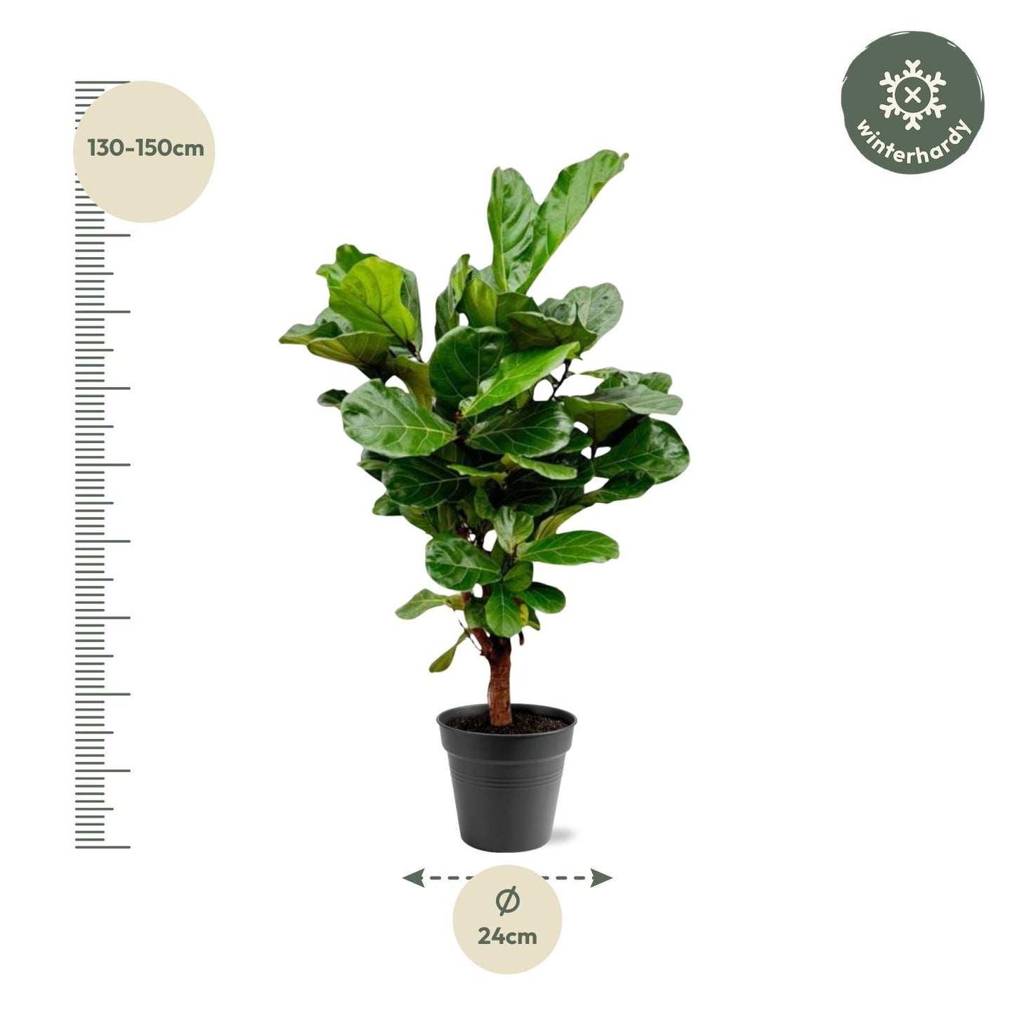 Ficus Lyrata – Geigenfeige 140-160 cm, pflegeleicht