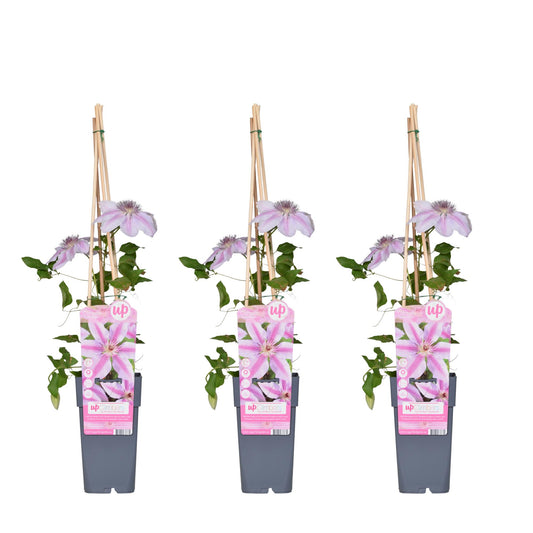 3x Clematis Nelly Moser – Blühender Kletterstar Ø15cm