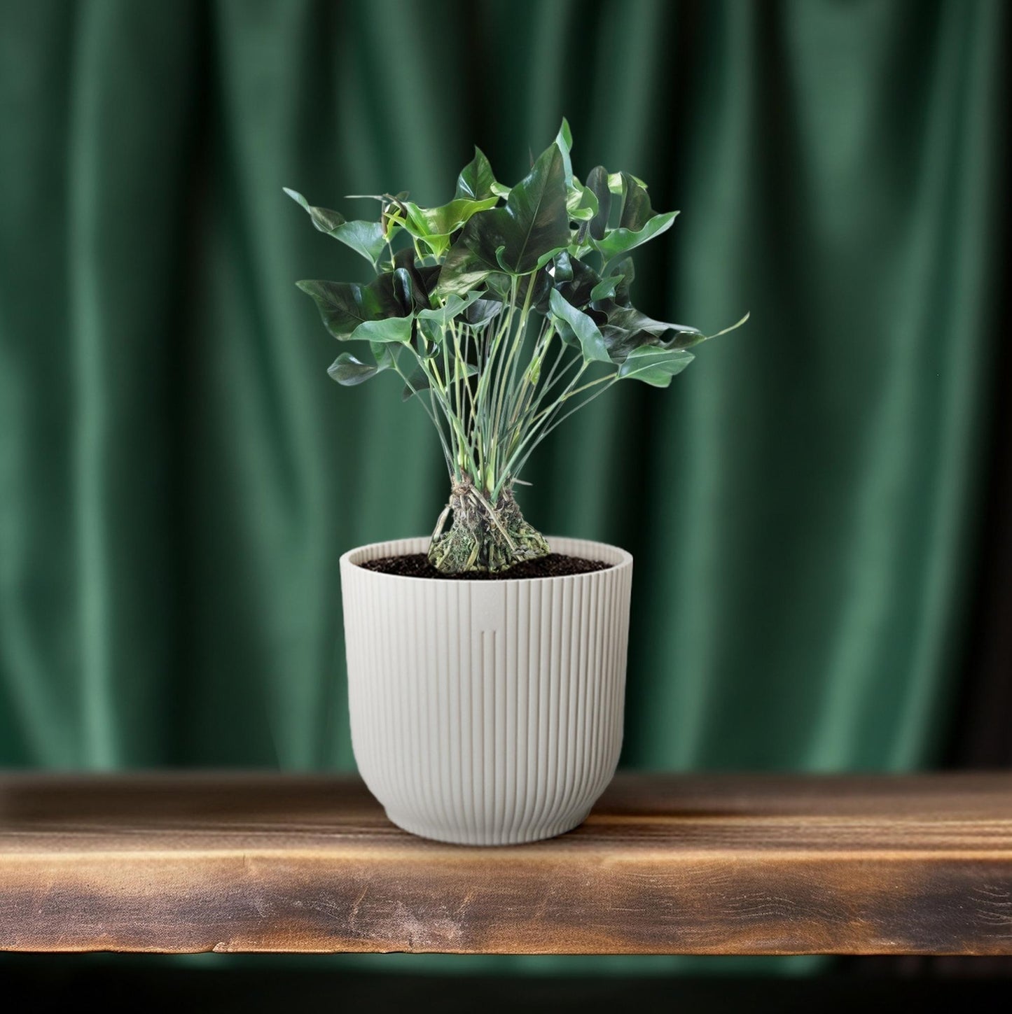 Anthurium Arrow – Pflegeleichte Zimmerpflanze Ø30cm, 80cm hoch