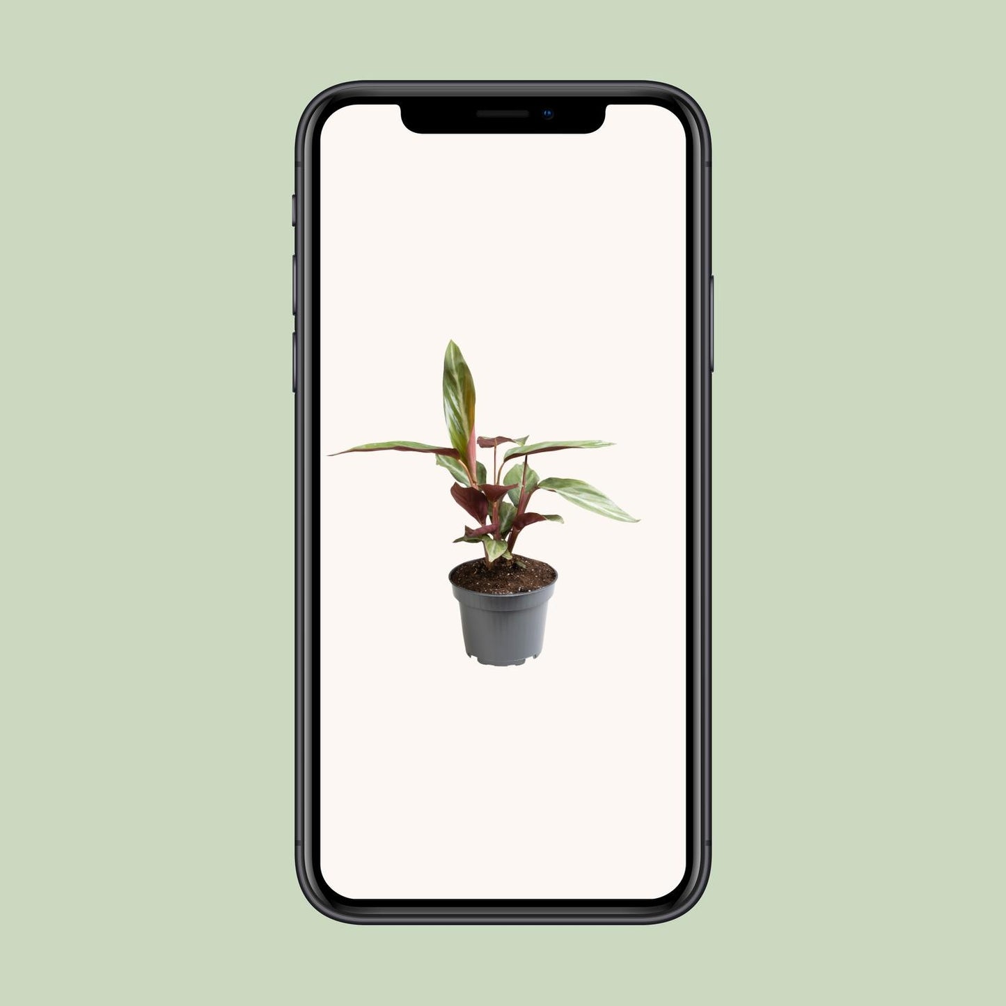 Stromanthe Sanguinea 'Horticolor' Ø12cm, 18cm hoch