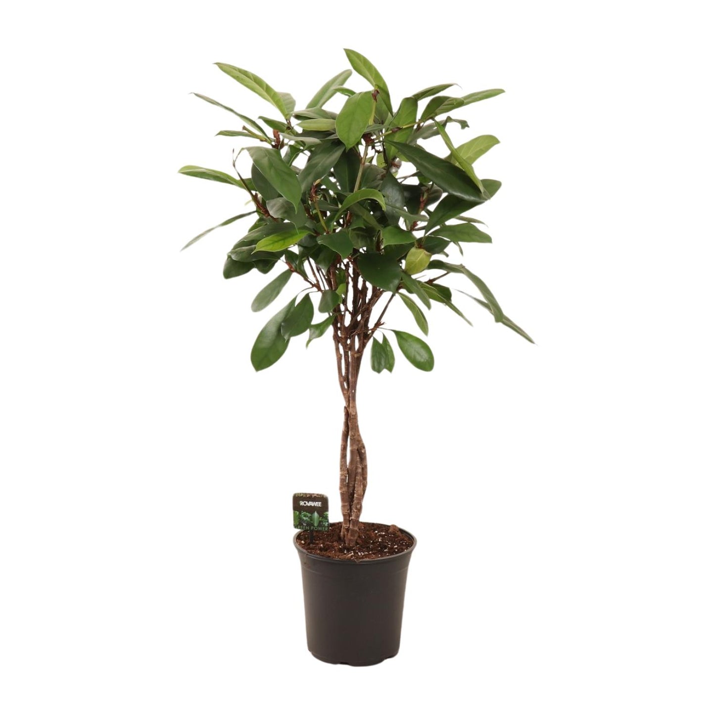 Ficus Cyathistipula Ø24cm – Pflegeleichte Zimmerpflanze