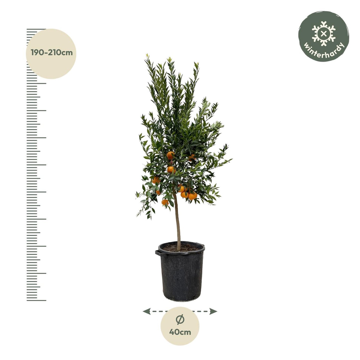 Citrus Mandarino – 200 cm – Ø 40 cm – Duftender Zitrusbaum