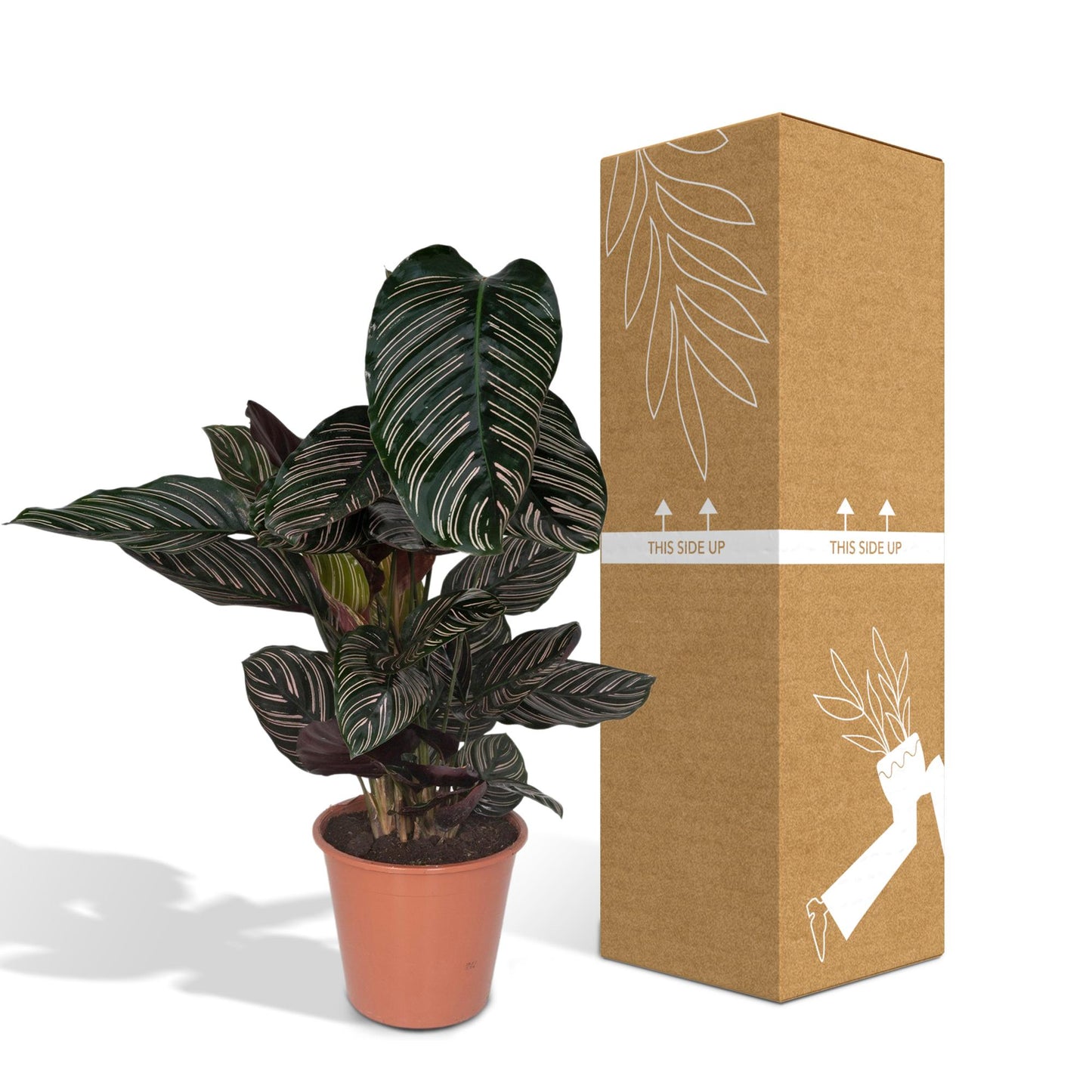 Calathea Ornata – Pflegeleichte Zimmerpflanze Ø19cm