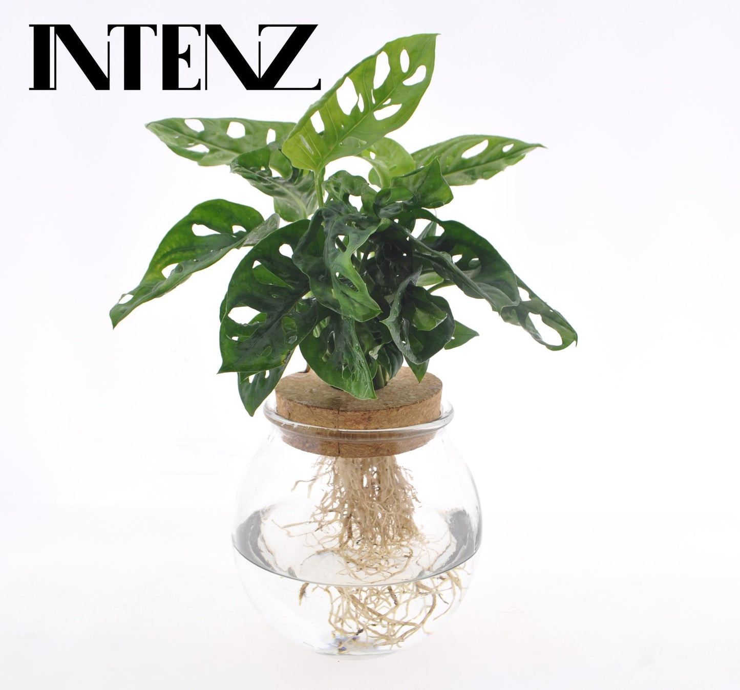 Monstera Adansonii Hydroponie im Glas Ø12cm