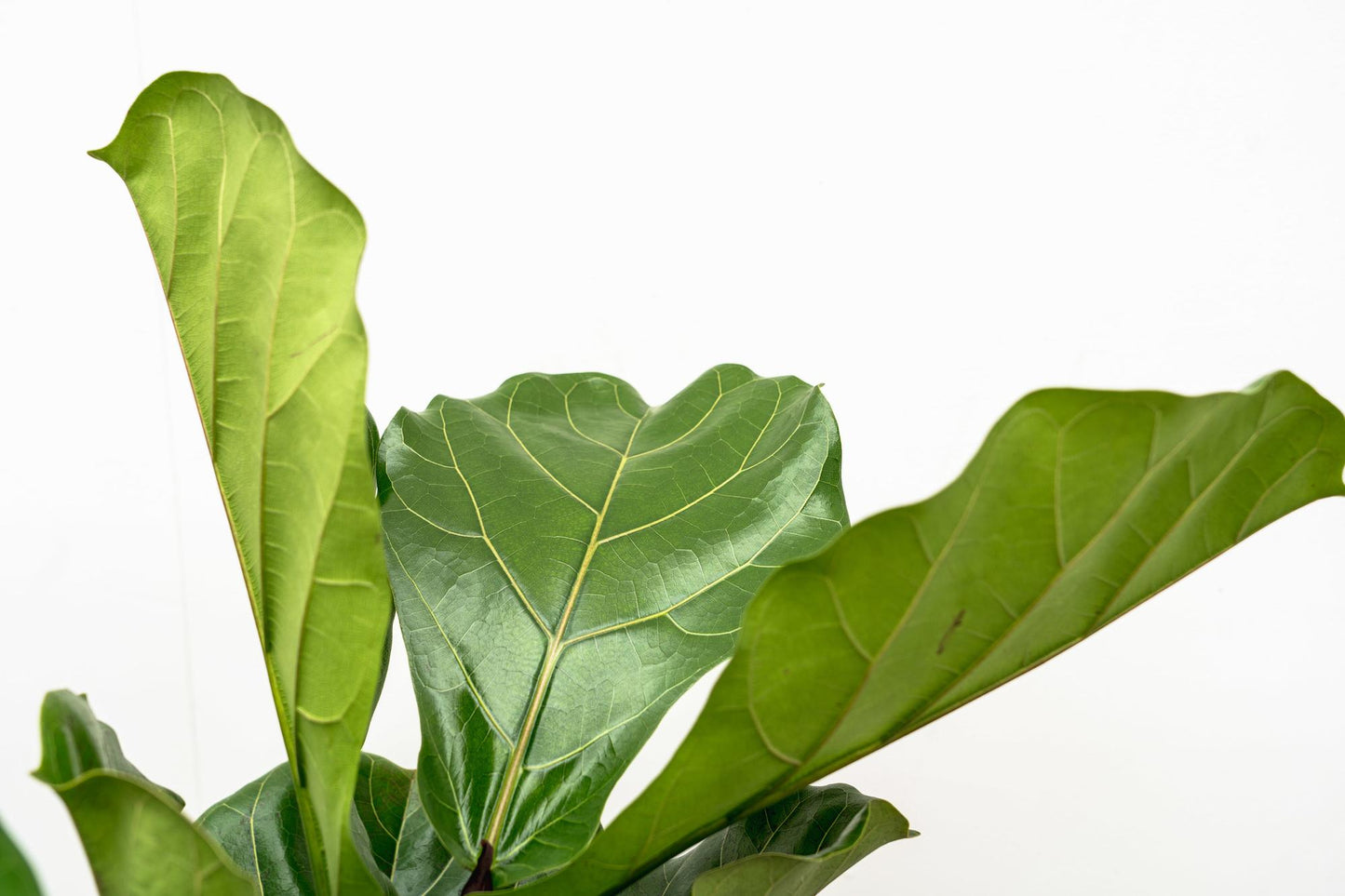 Ficus Lyrata vertakt XL – Geigenfeige 190 cm