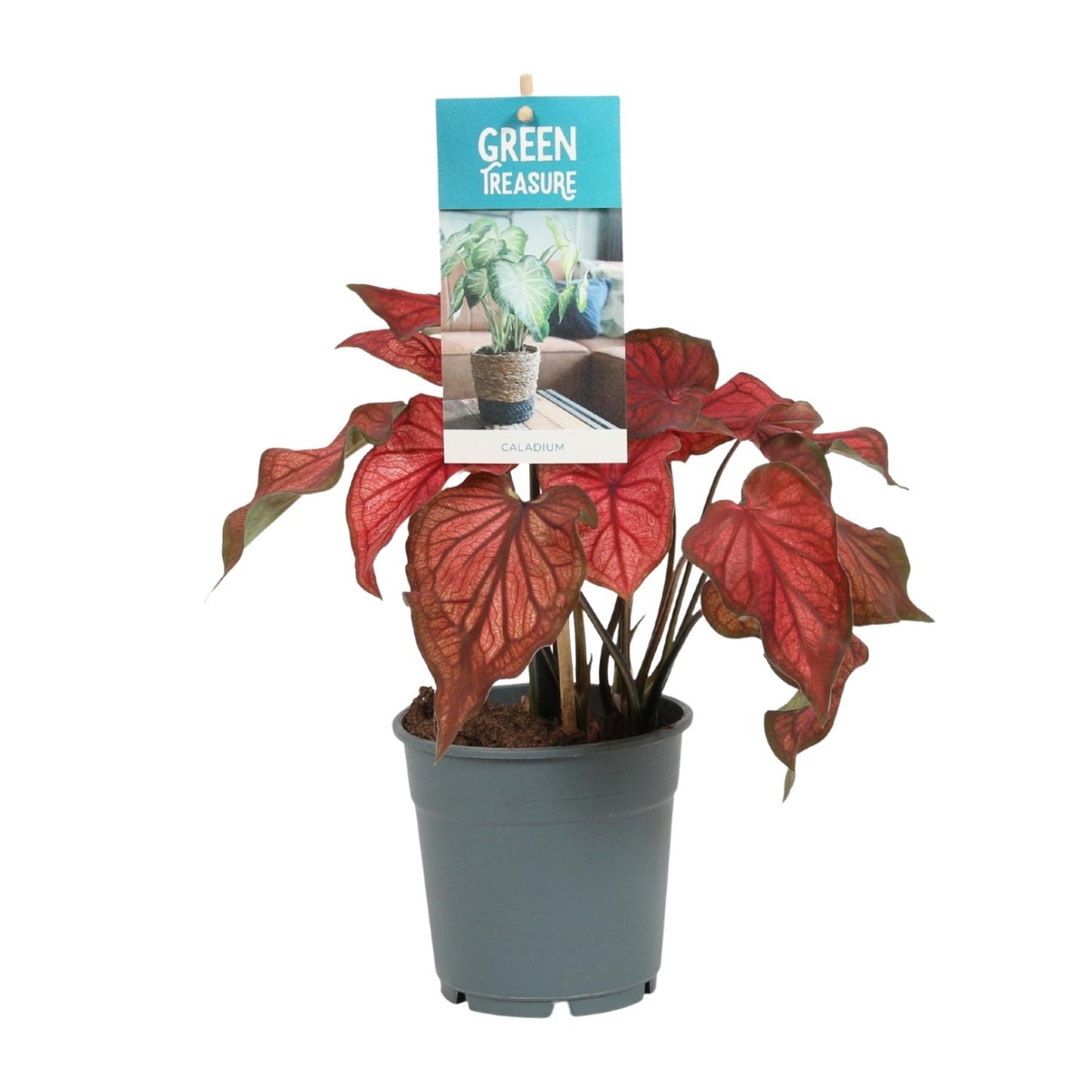 Caladium Rood – Tropische, pflegeleichte Zimmerpflanze Ø12cm