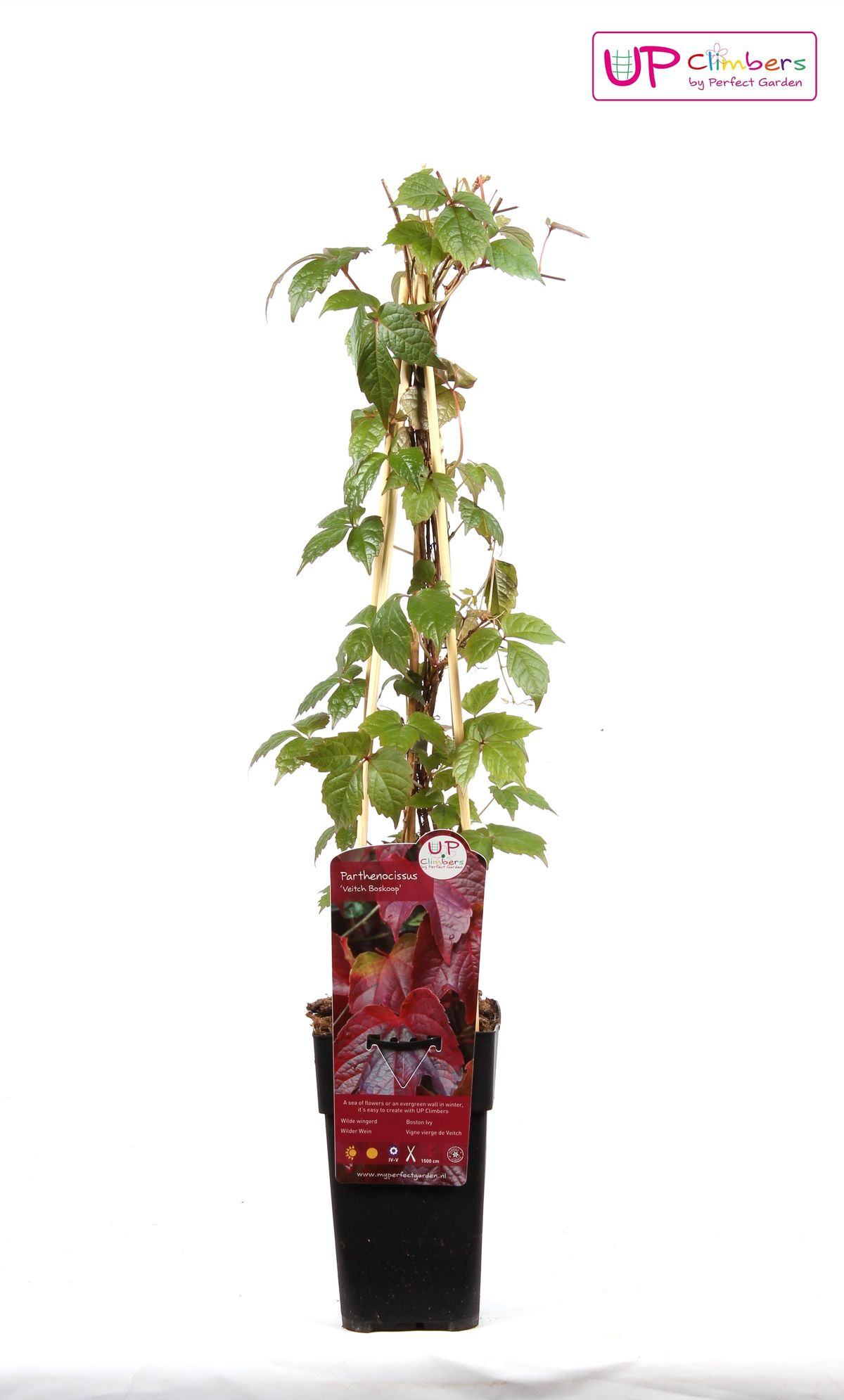 Parthenocissus tricuspidata 'Veitch Boskoop' – Robuster Kletterwein