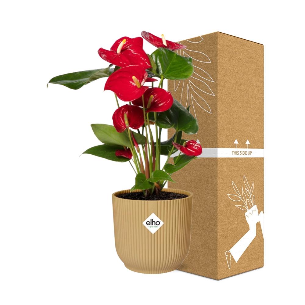 Anthurium Red 12cm im ELHO Vibes Fold Topf Gelb