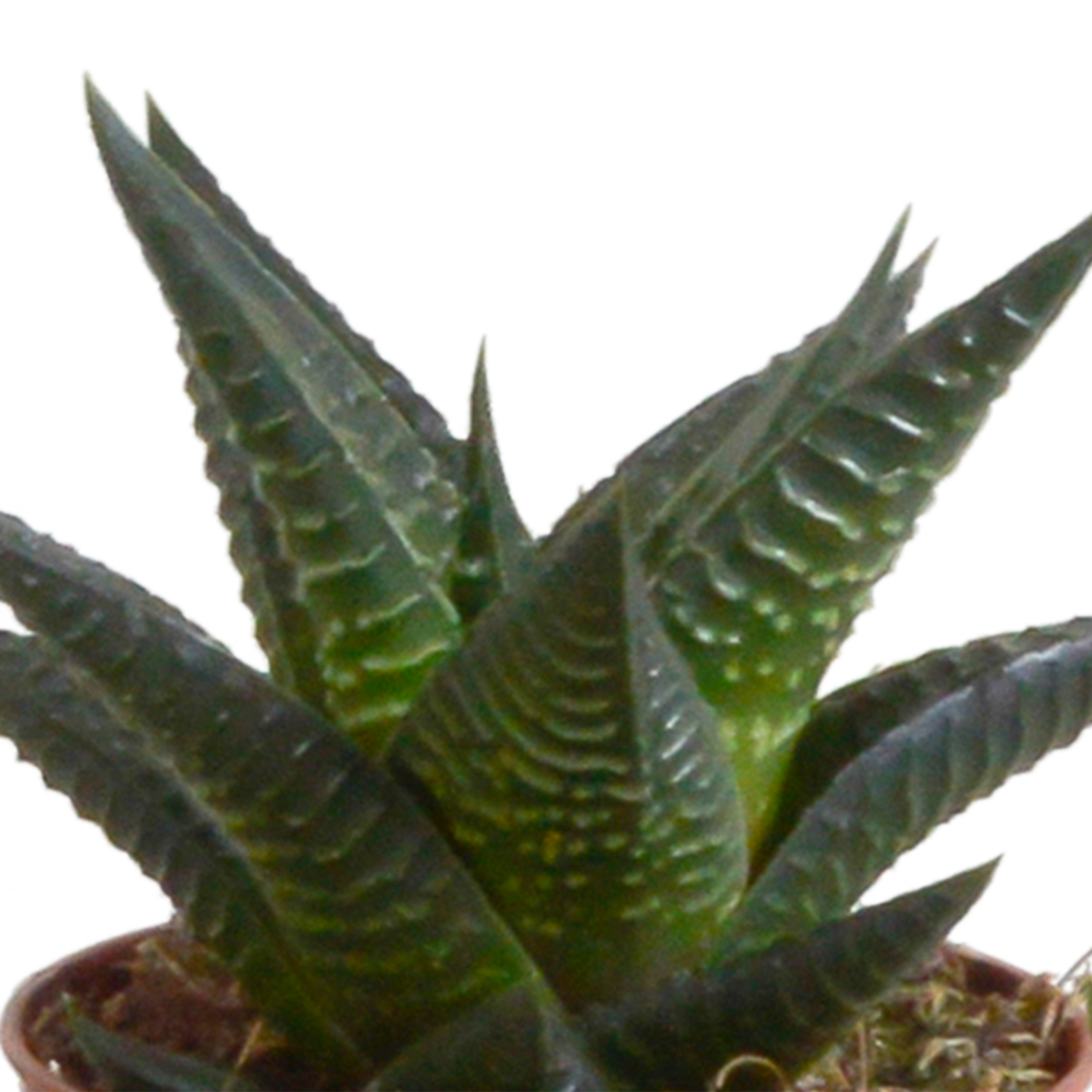 Gasteria & Haworthia Sukkulenten 5er Set im weißen Topf