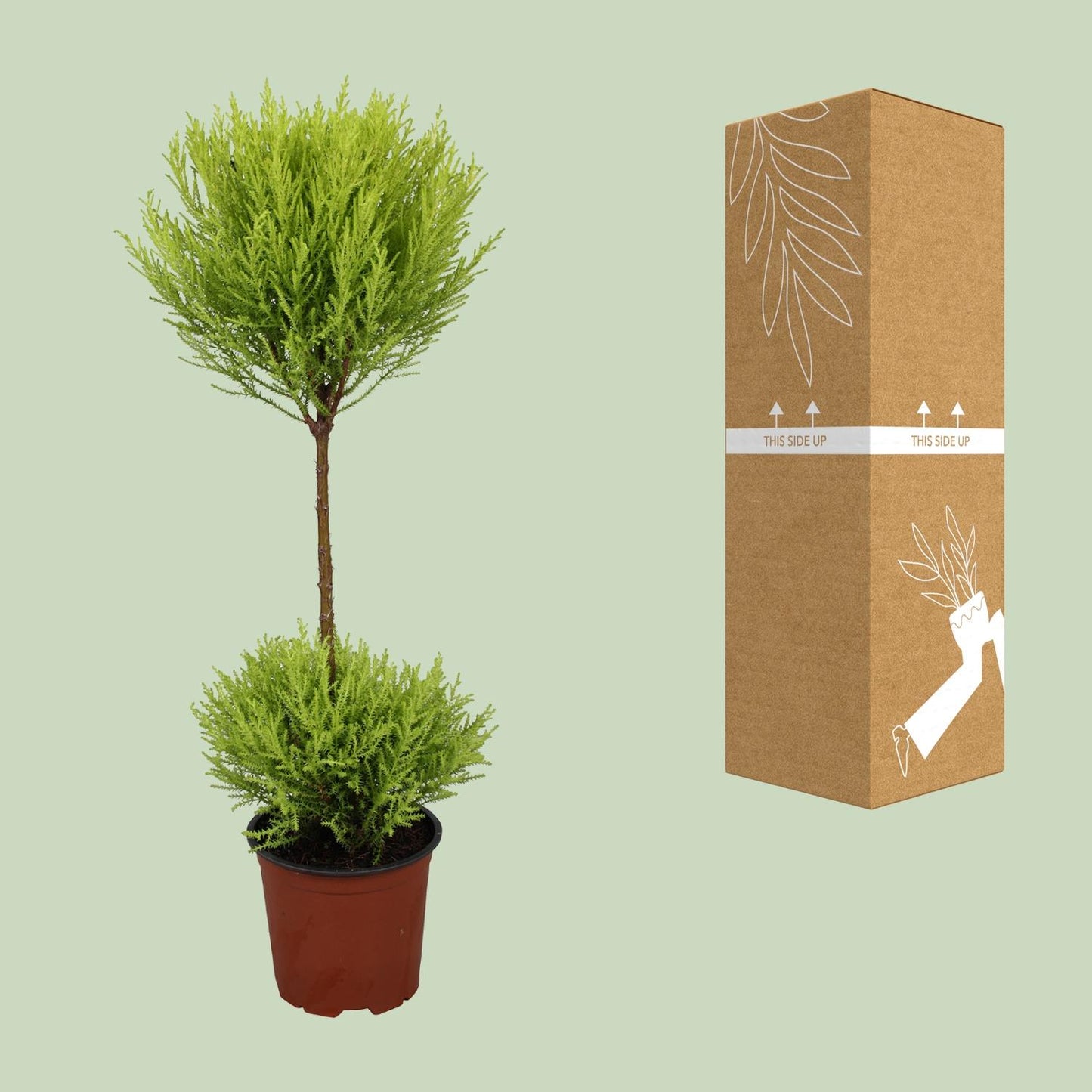 Cupressus Goldcrest Wilma – Kompakte Goldzypresse Ø14cm, 60cm hoch
