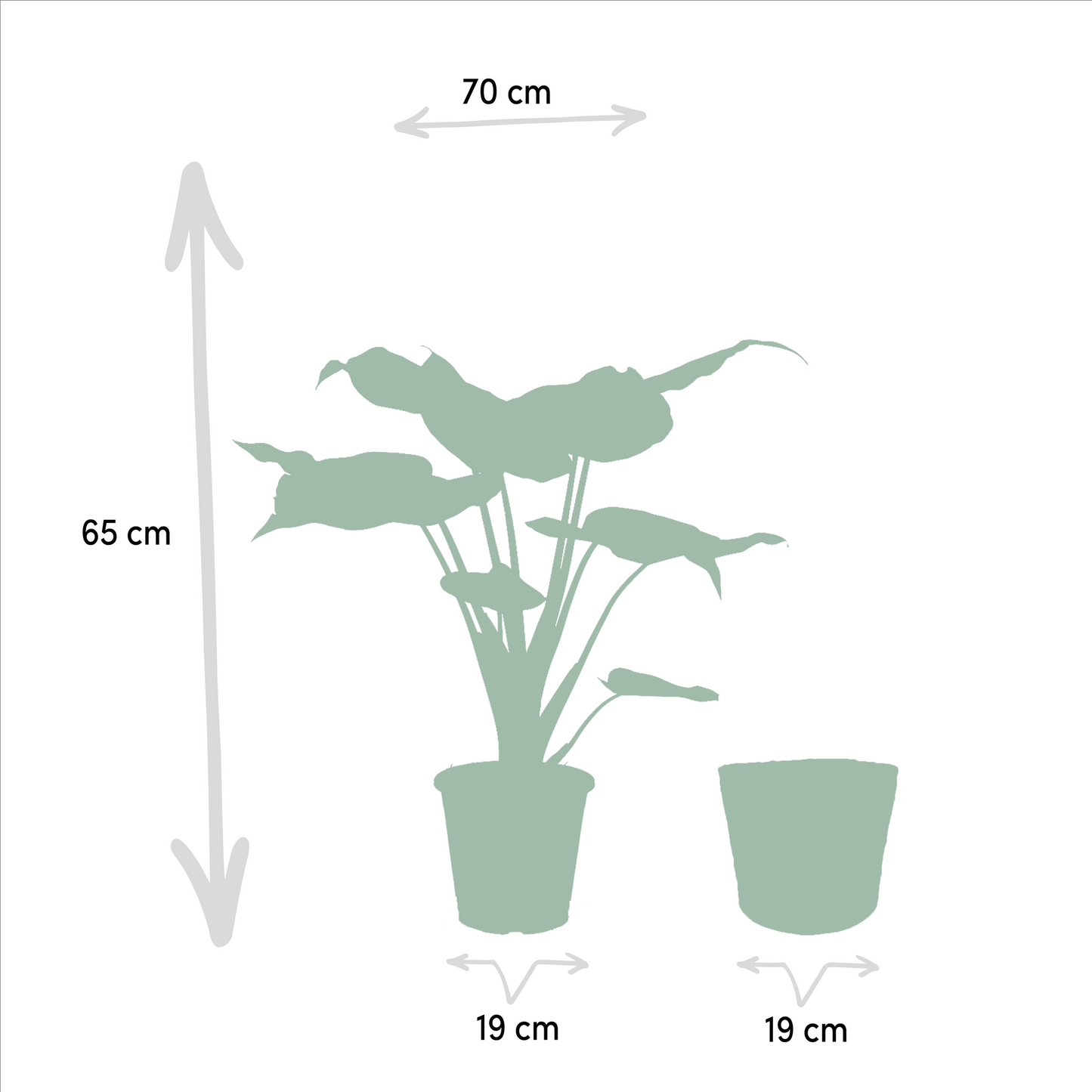 Alocasia Cucullata & Wentii im Selin Korb Ø19cm, 60cm
