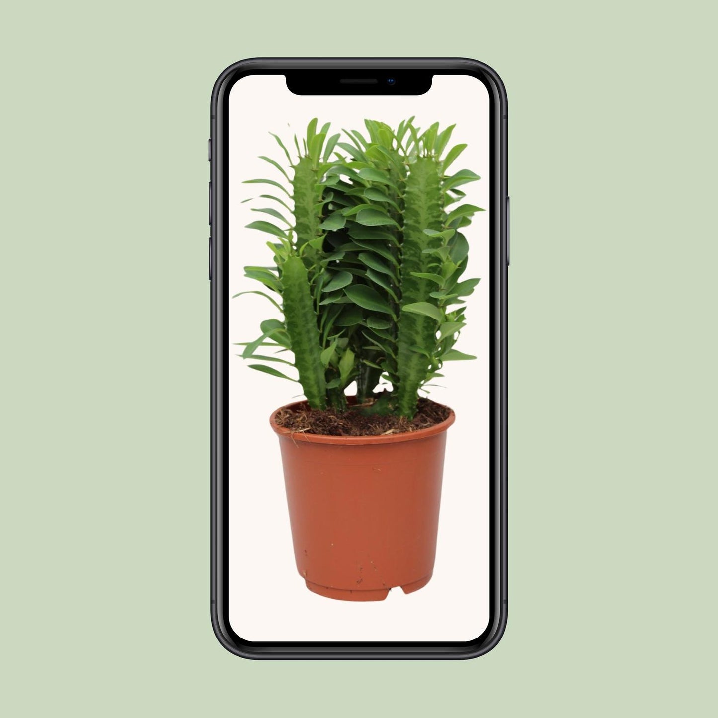 Afrikanischer Milchbaum – Pflegeleichte Sukkulente Ø12cm, 40cm