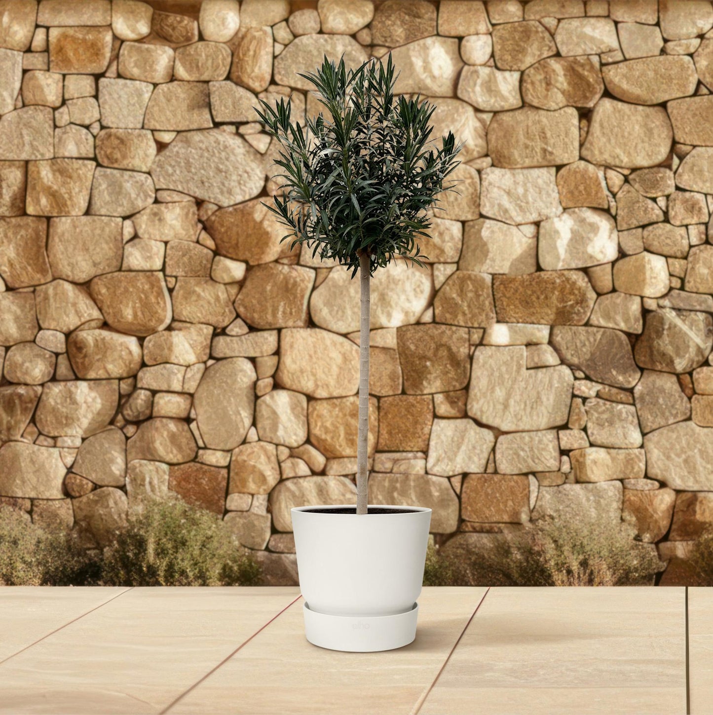 Nerium Oleander auf Stamm mit weißen Blüten – 170 cm