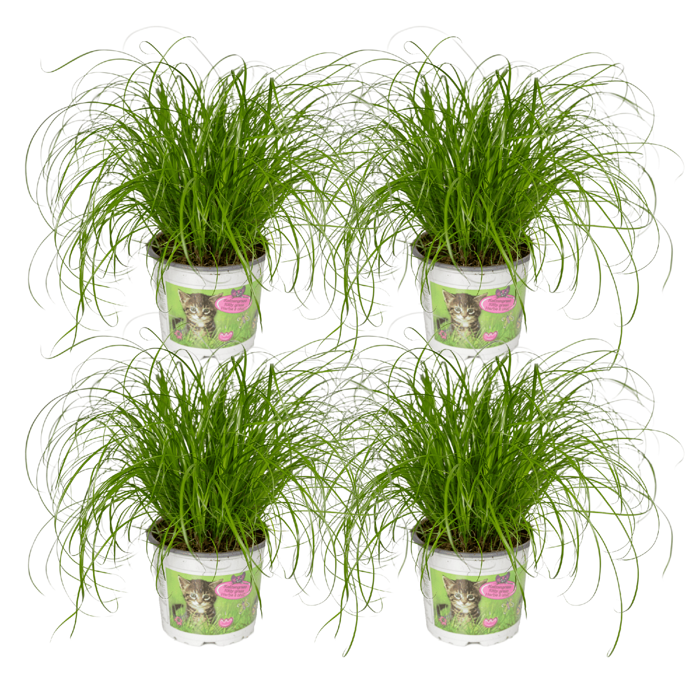 Cyperus Alternifolius – 4er Set, pflegeleicht & robust
