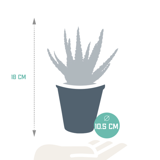 Aloe Zebrina Dannyz 10,5 cm – pflegeleichte Zimmerpflanze