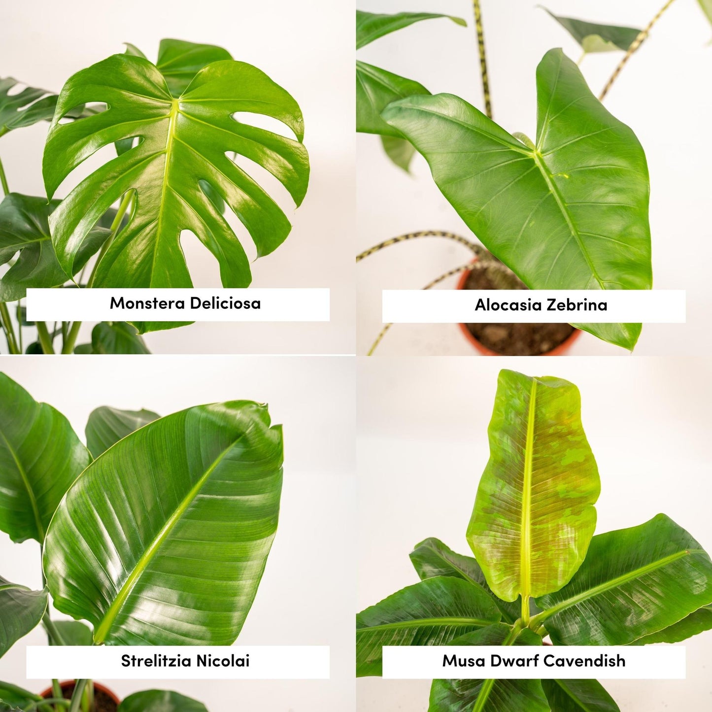 Tropen-Set: Monstera, Alocasia, Strelitzie & Musa (75-85 cm)