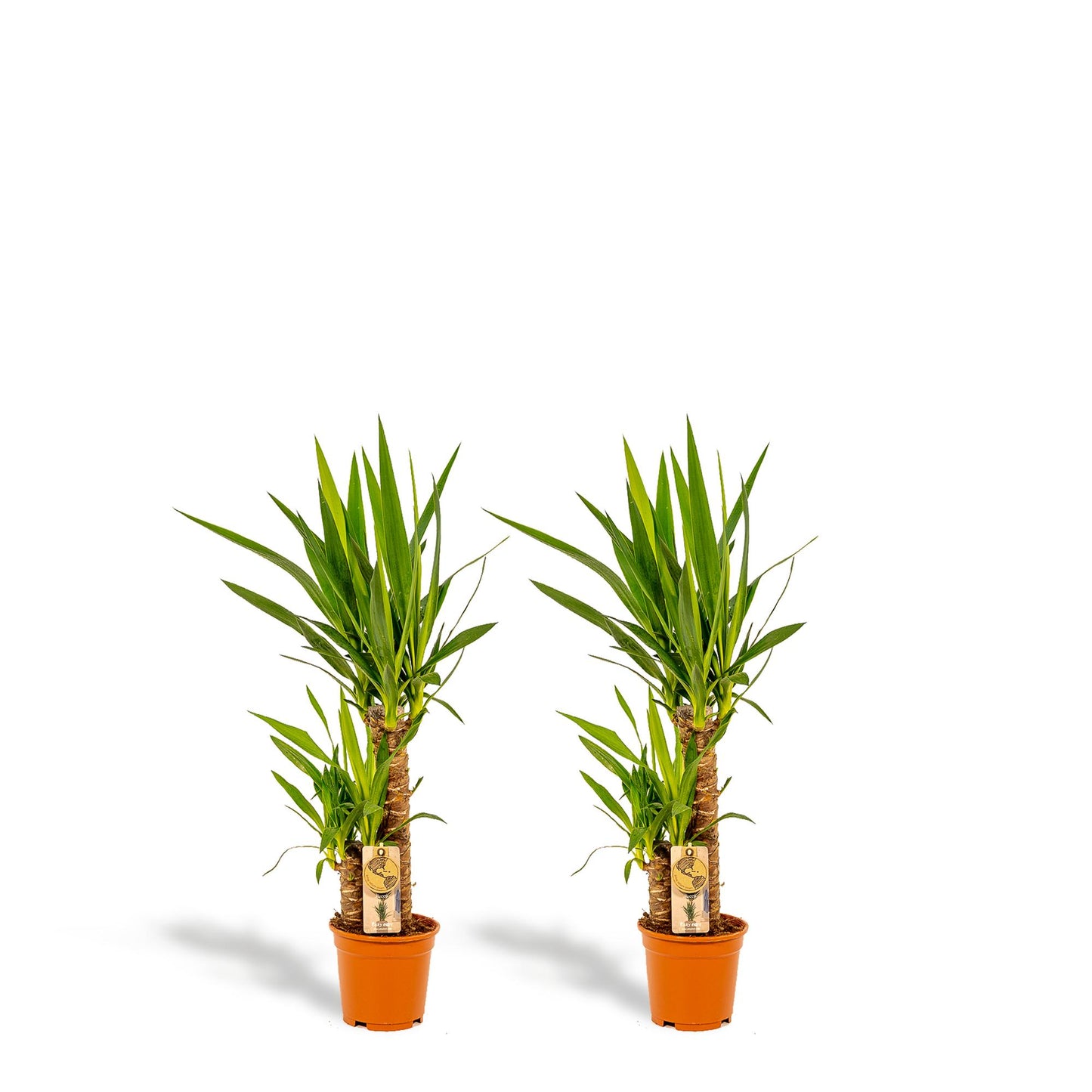 2x Yucca Elephantipes – 90 cm – Ø 17 cm Topf