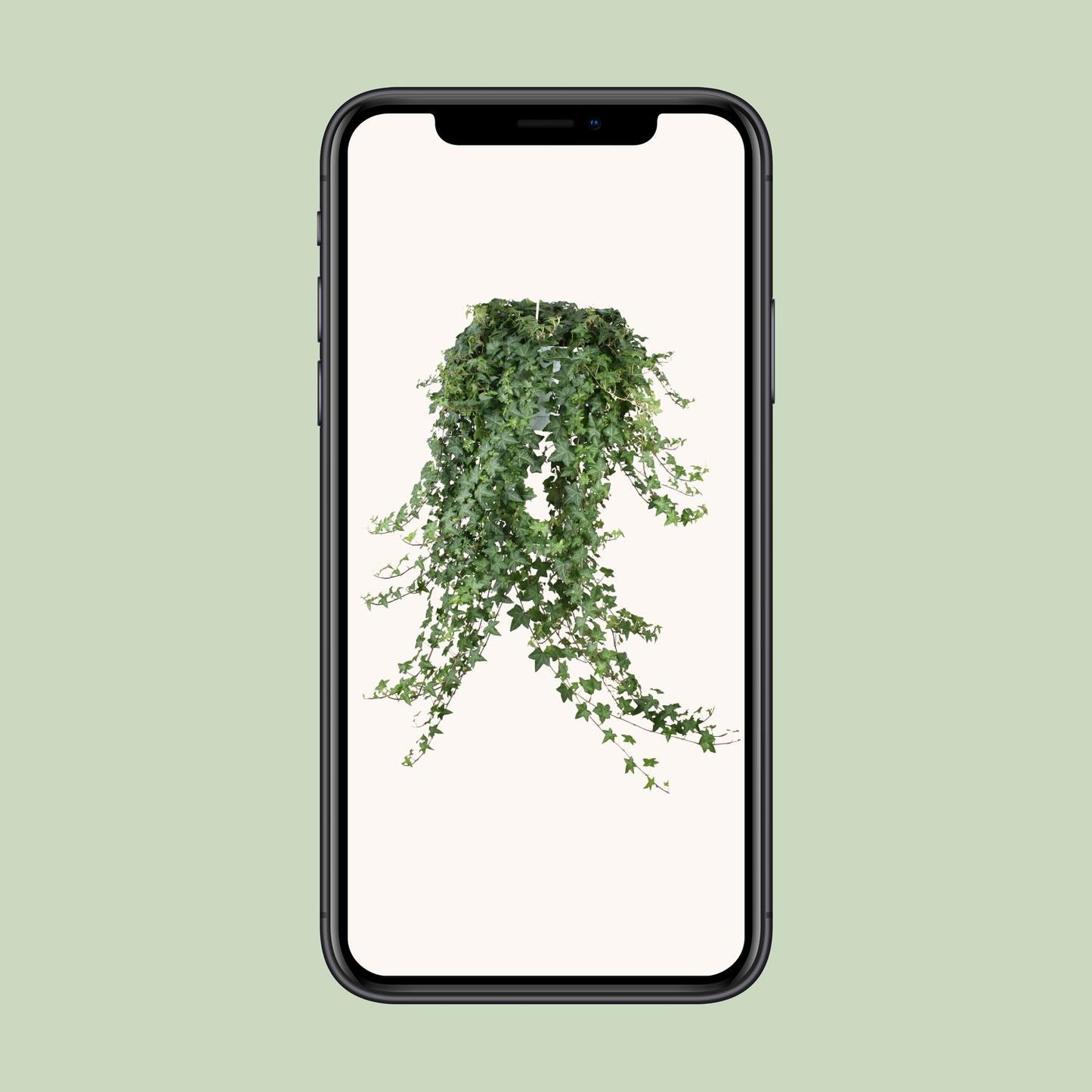 Hedera Helix Pitsburg XXL – Pflegeleichter Efeu Ø24cm